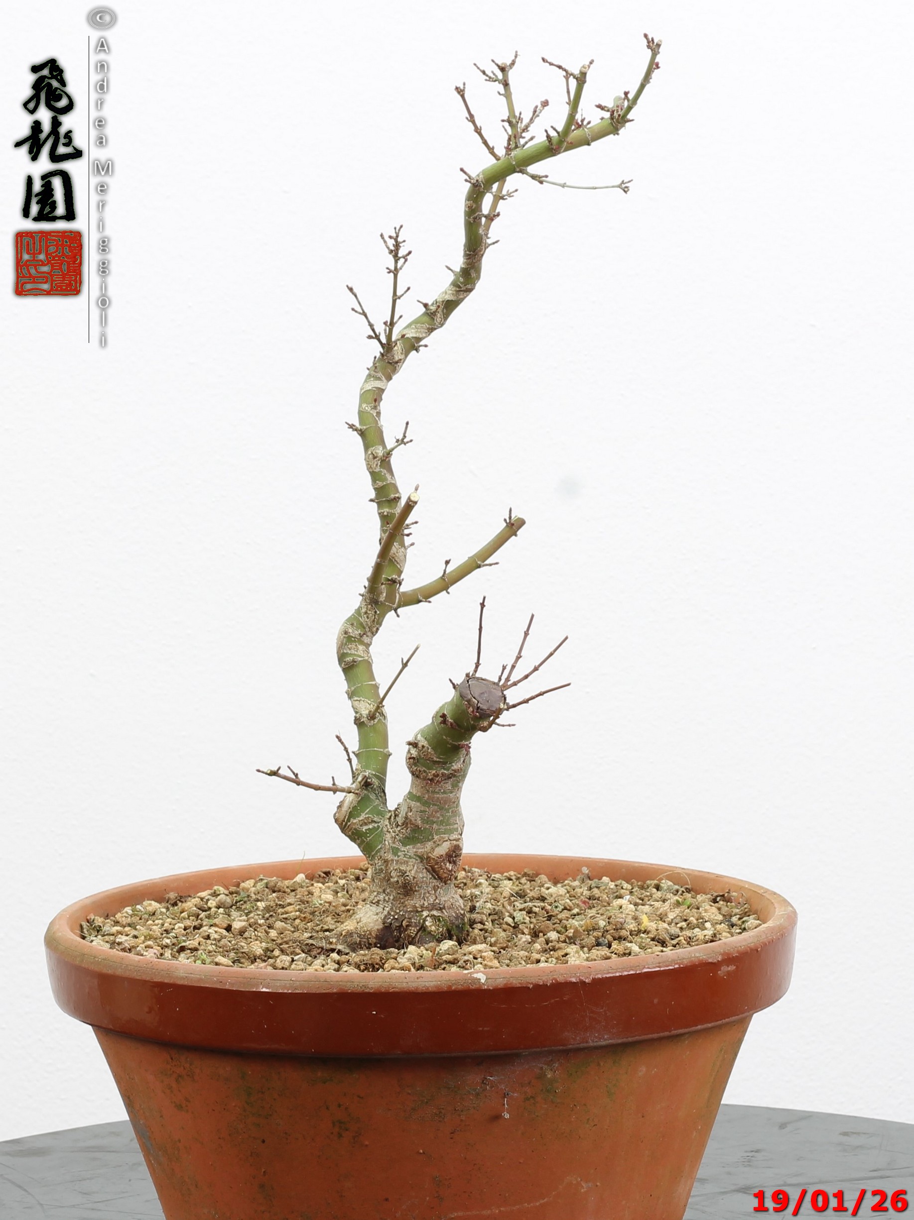 Acer palmatum kotohime shohin - immagine 8