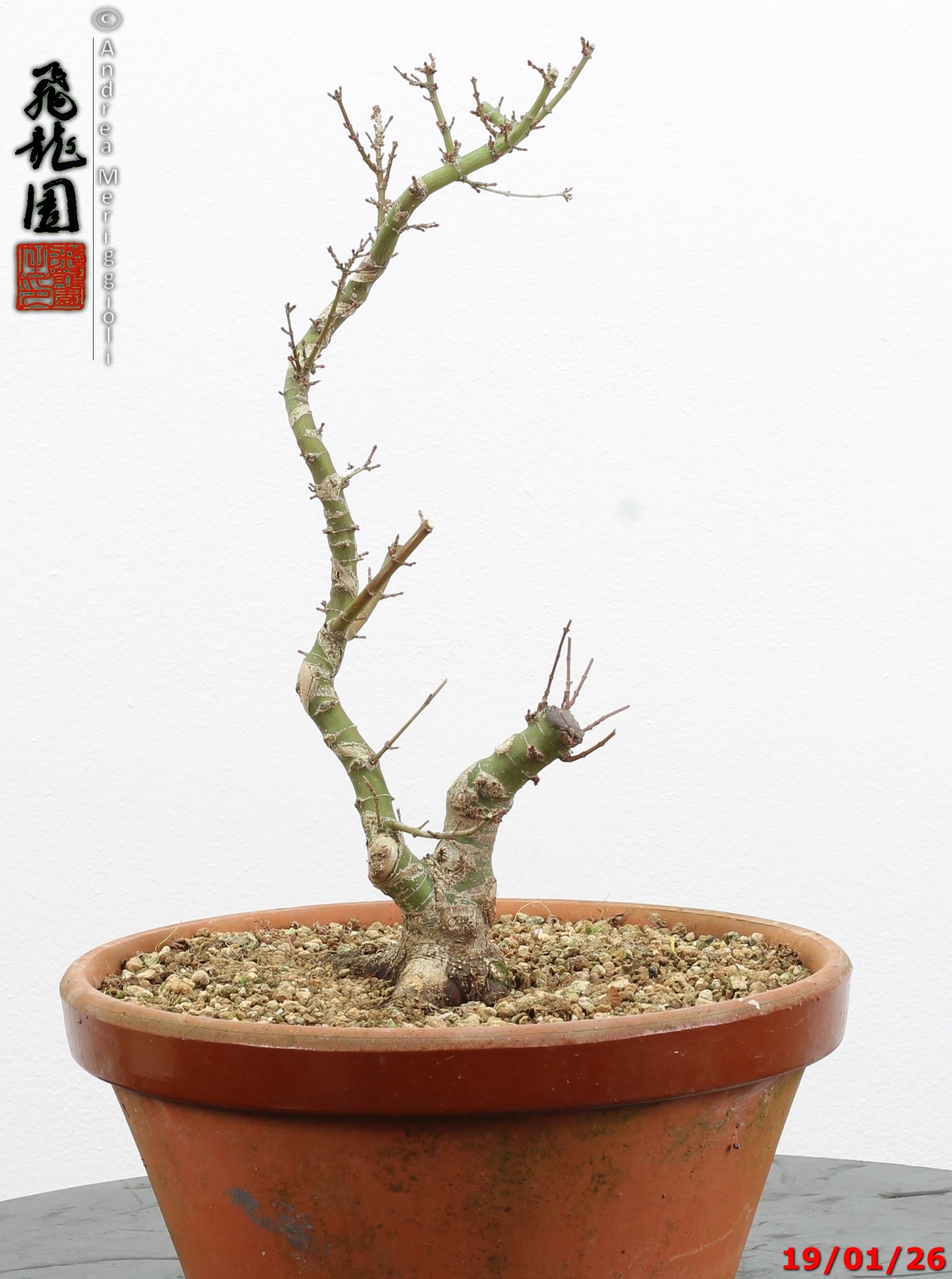 Acer palmatum kotohime shohin - immagine 7
