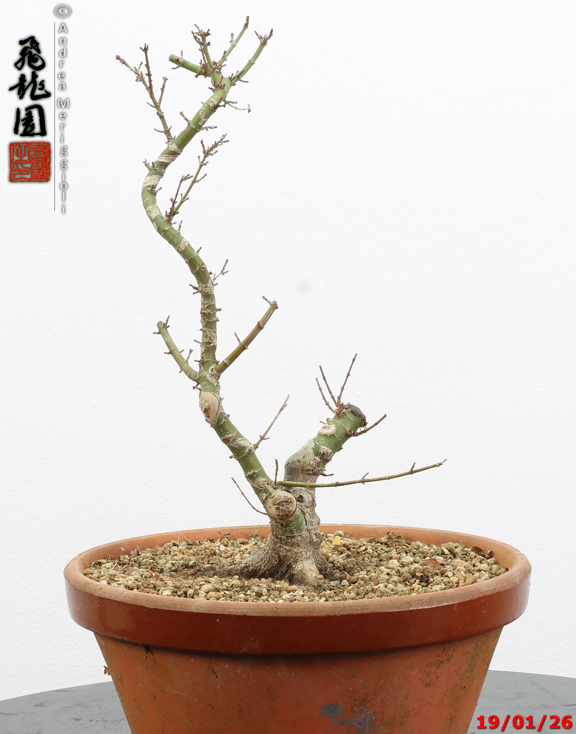 Acer palmatum kotohime shohin - immagine 6