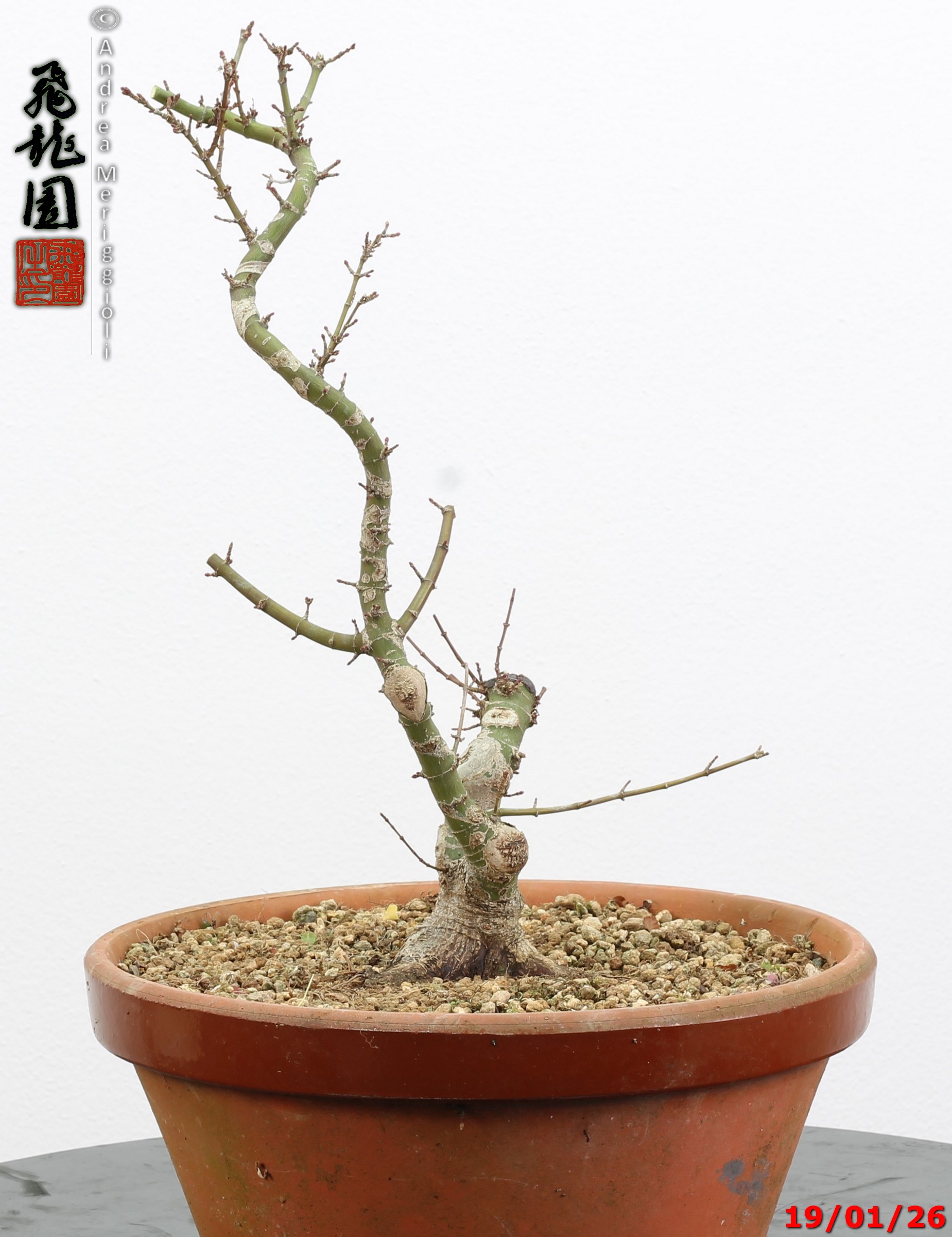 Acer palmatum kotohime shohin - immagine 5