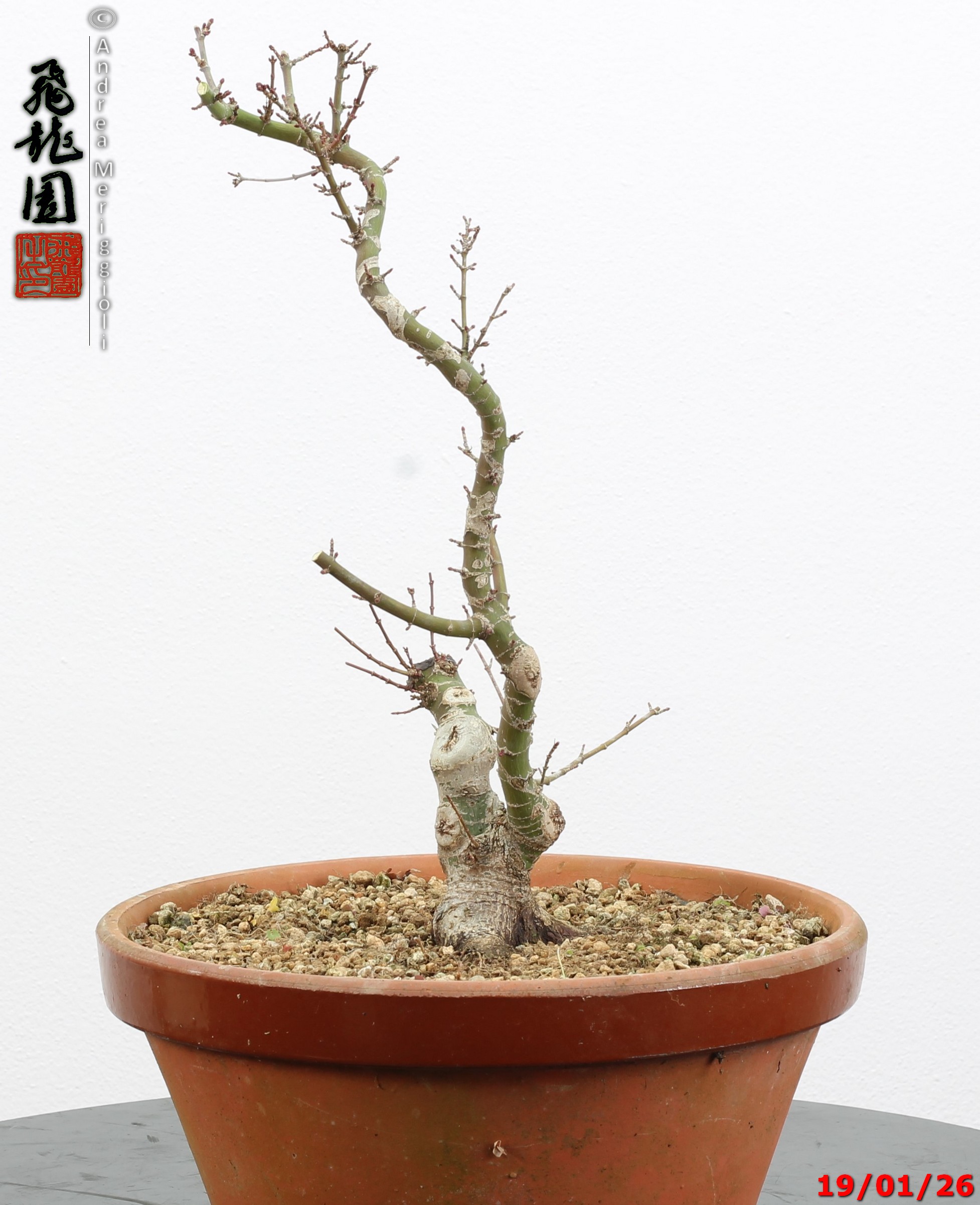 Acer palmatum kotohime shohin - immagine 4