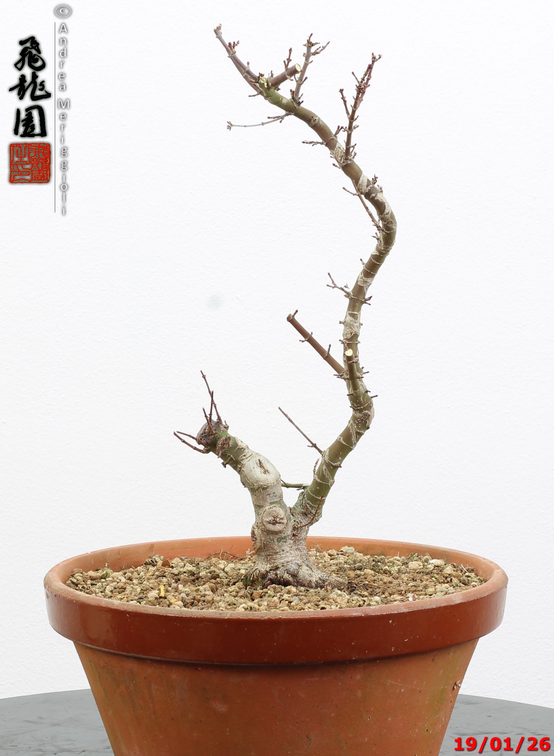 Acer palmatum kotohime shohin - immagine 3