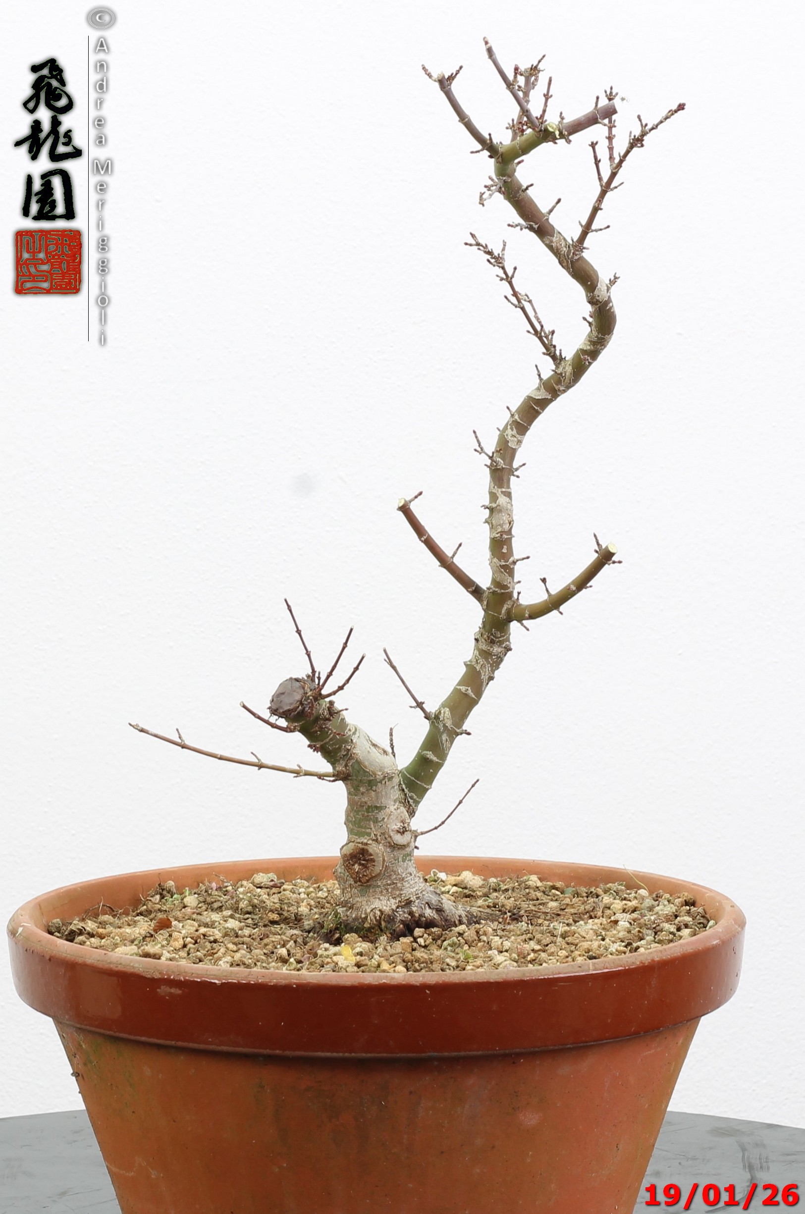 Acer palmatum kotohime shohin - immagine 2