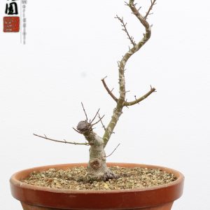 Acer palmatum kotohime shohin