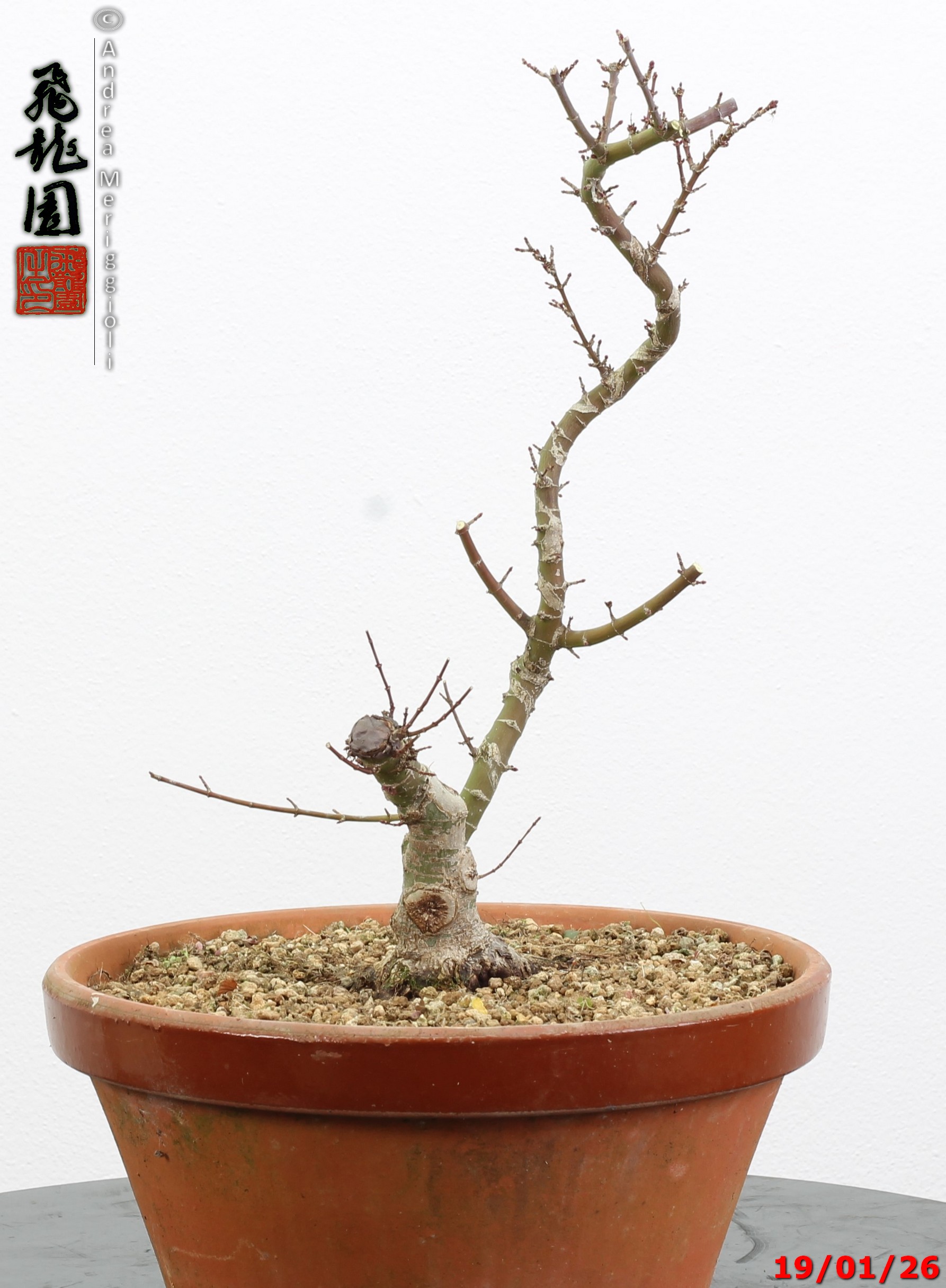 Acer palmatum kotohime shohin