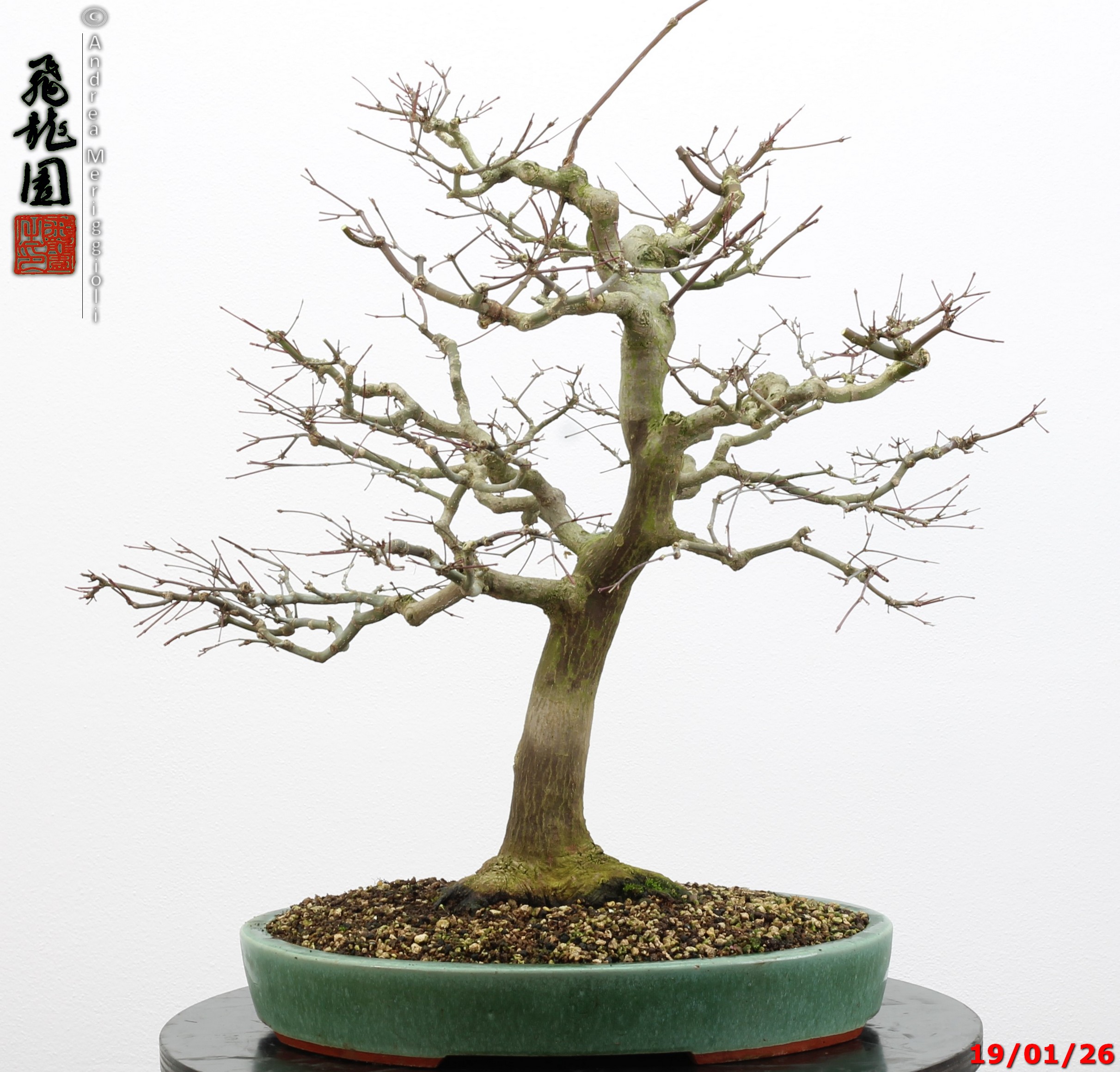 Acer palmatum - immagine 12