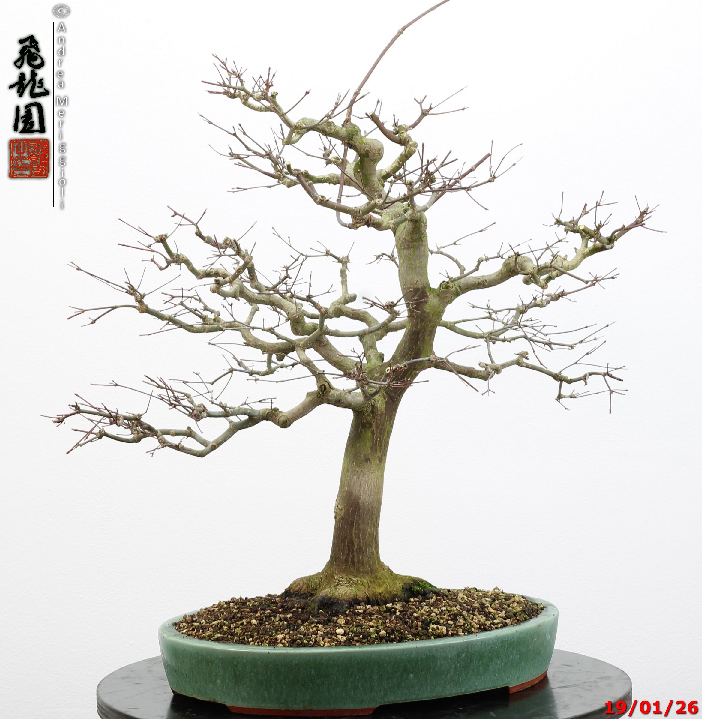 Acer palmatum - immagine 11