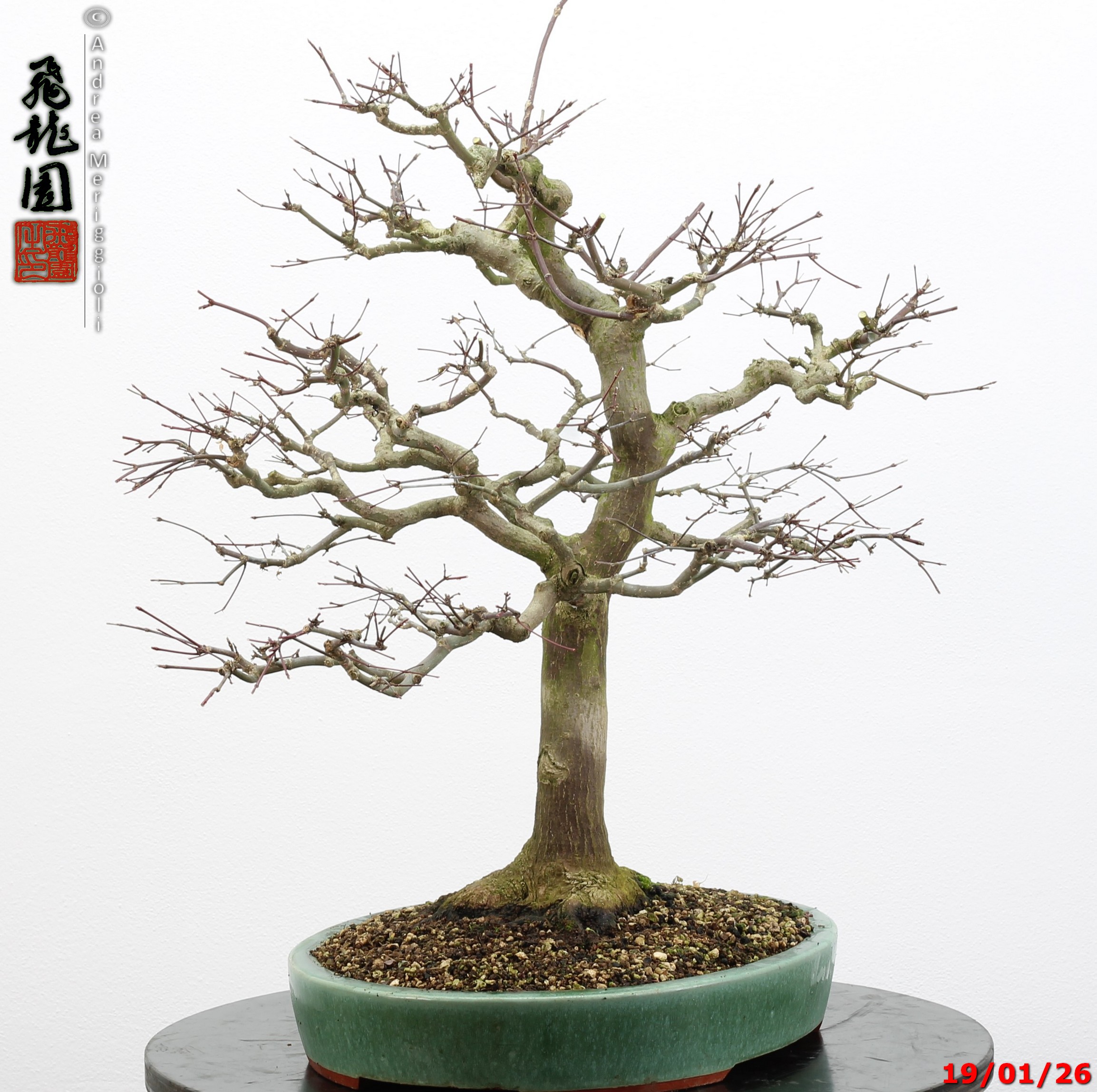 Acer palmatum - immagine 10