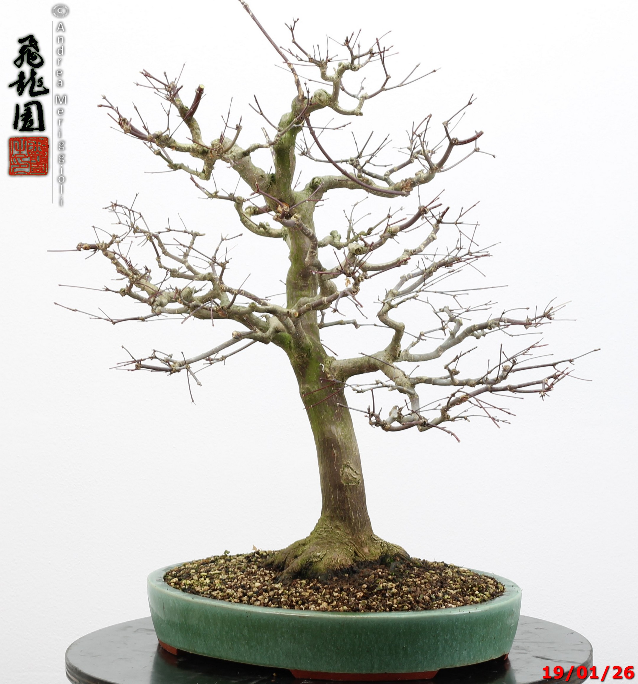 Acer palmatum - immagine 8