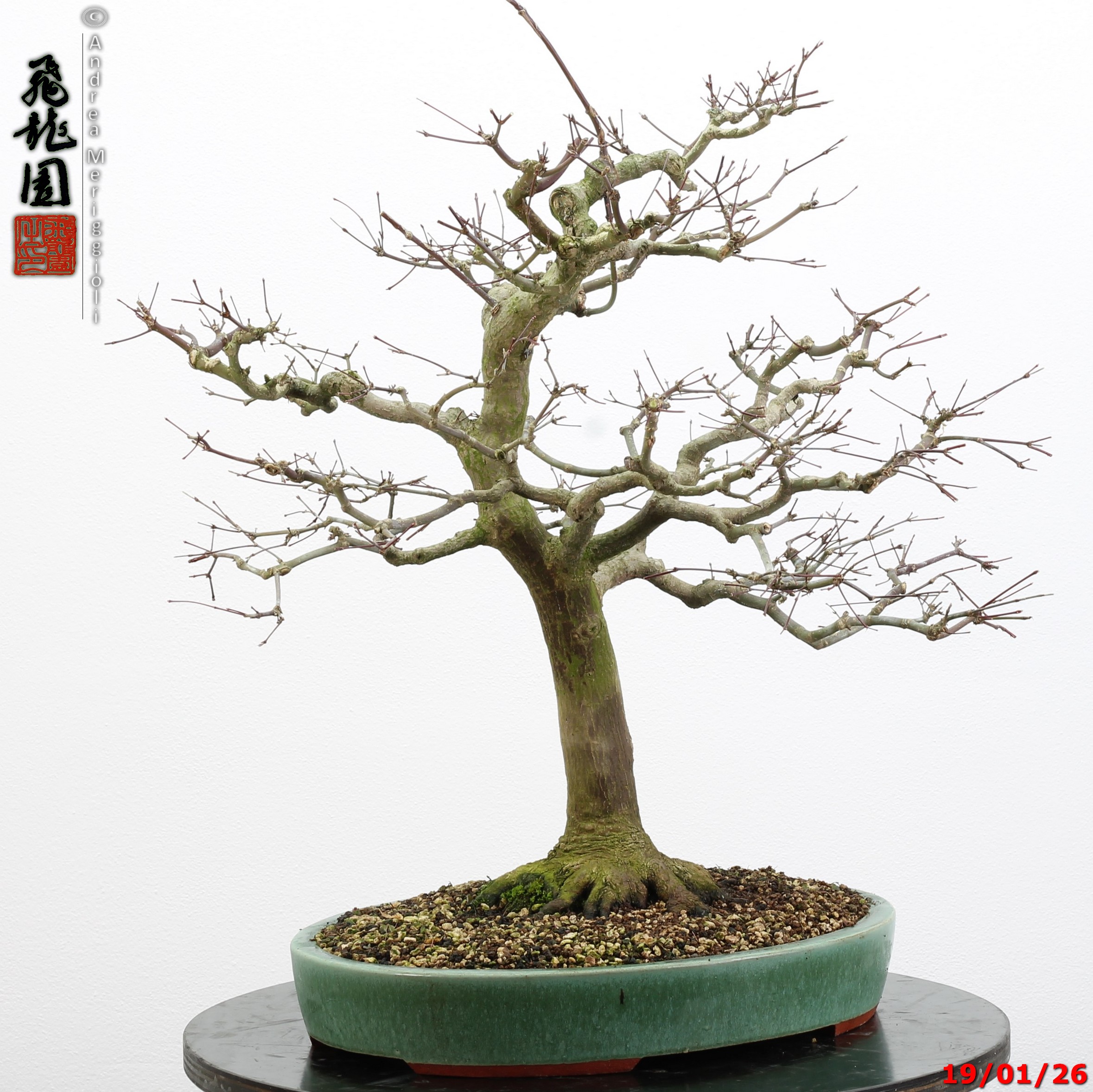 Acer palmatum - immagine 5