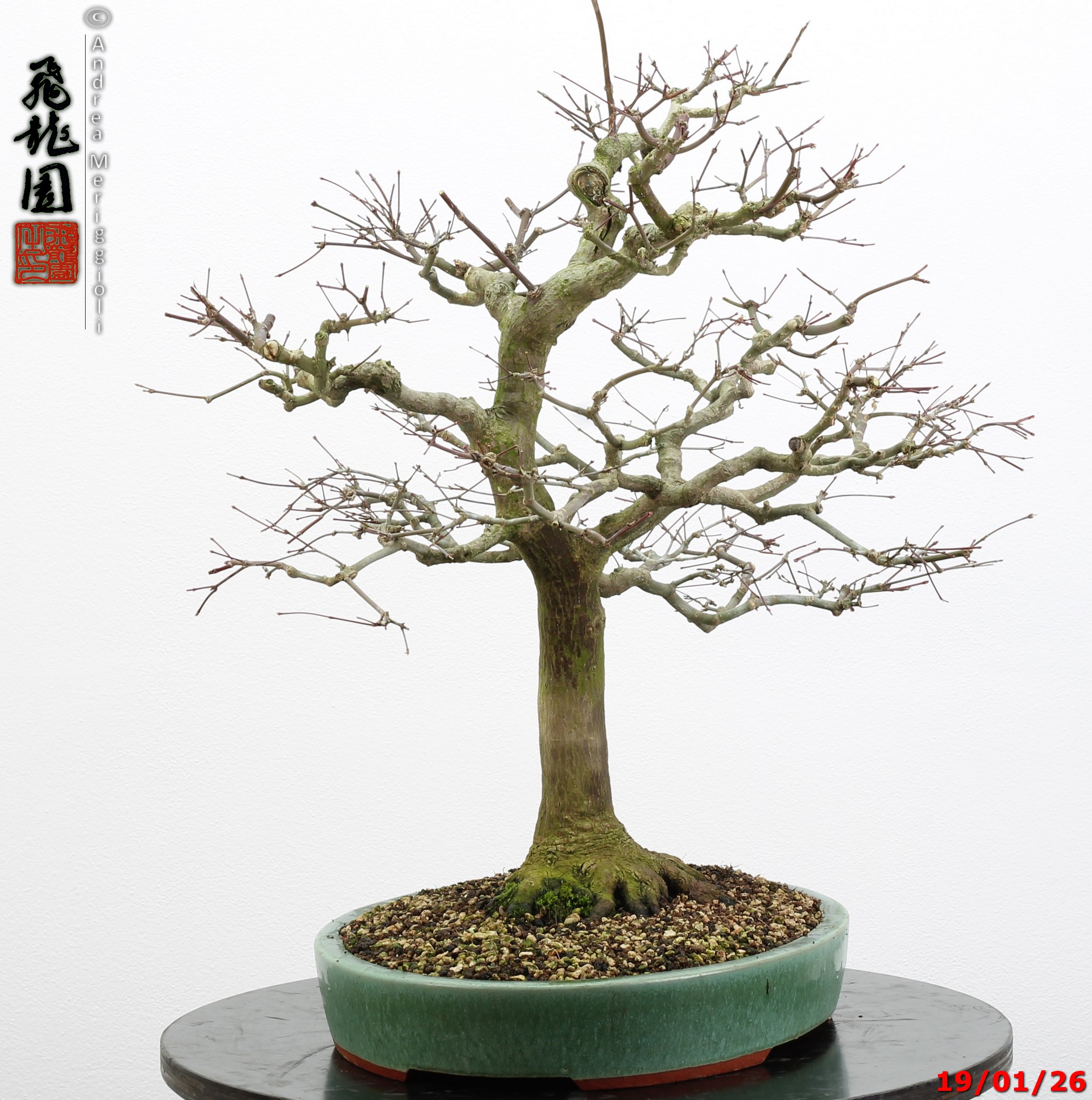 Acer palmatum - immagine 4
