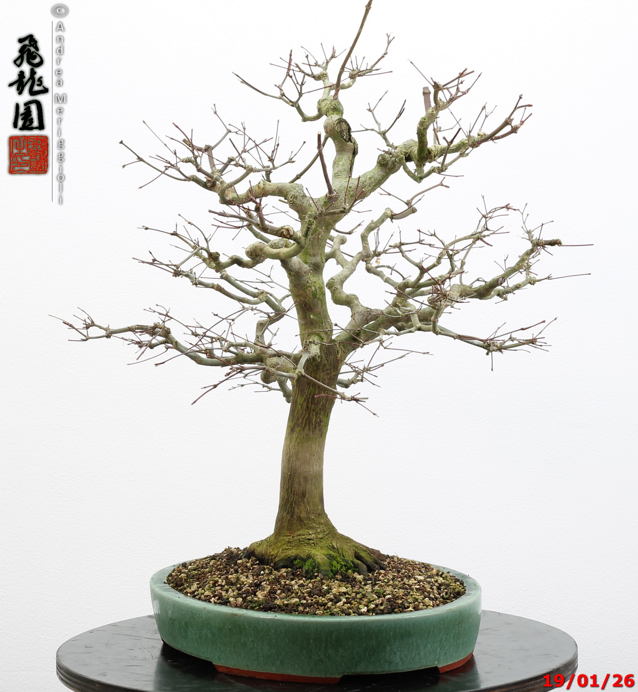 Acer palmatum - immagine 3