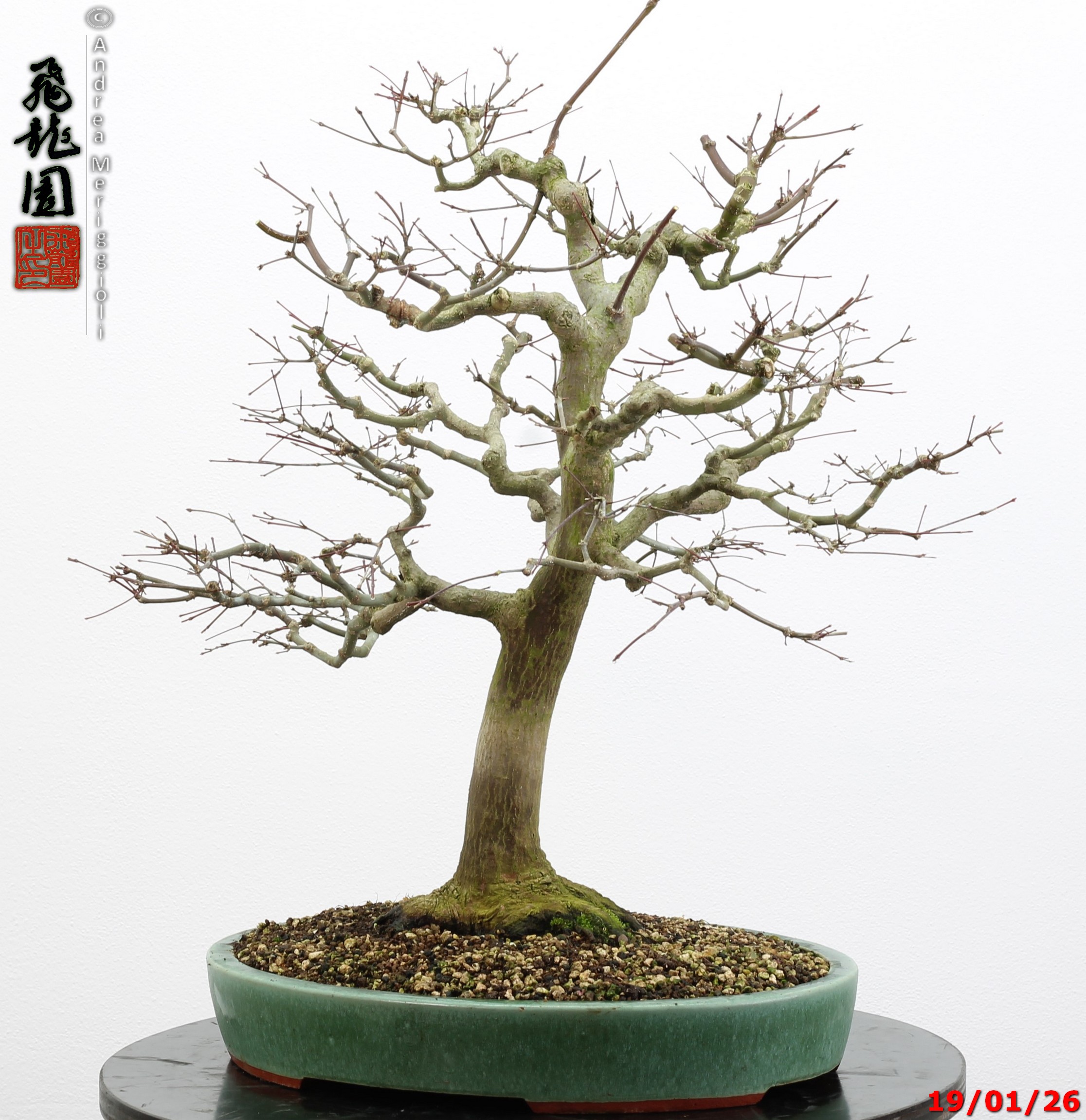 Acer palmatum - immagine 2