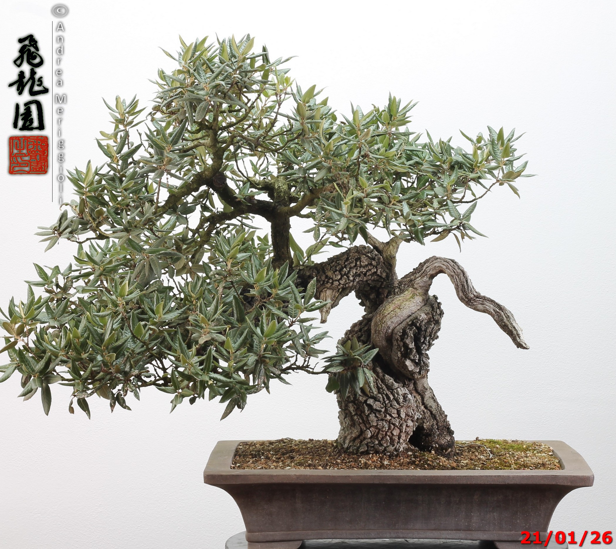 Quercus ilex - immagine 15