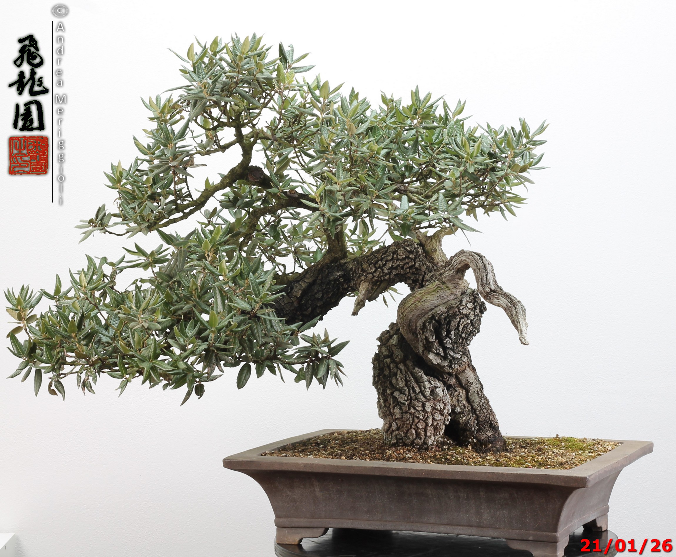 Quercus ilex - immagine 14