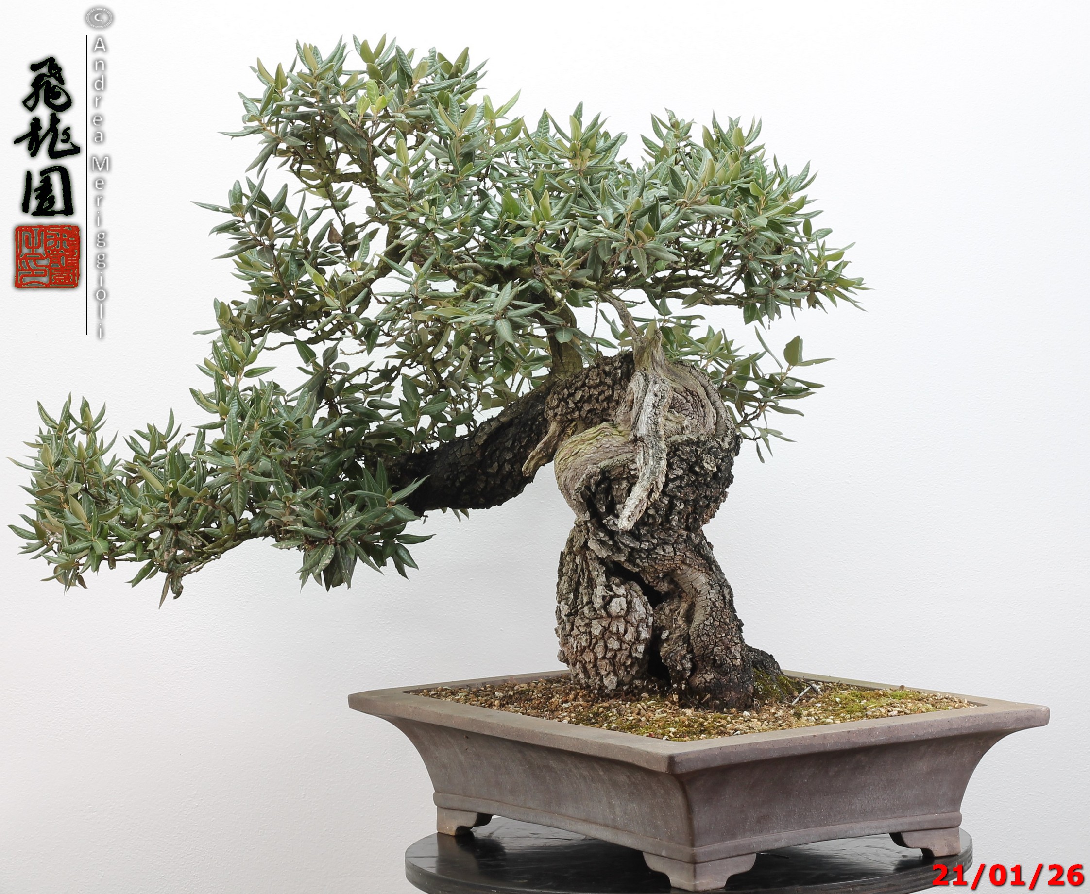 Quercus ilex - immagine 13