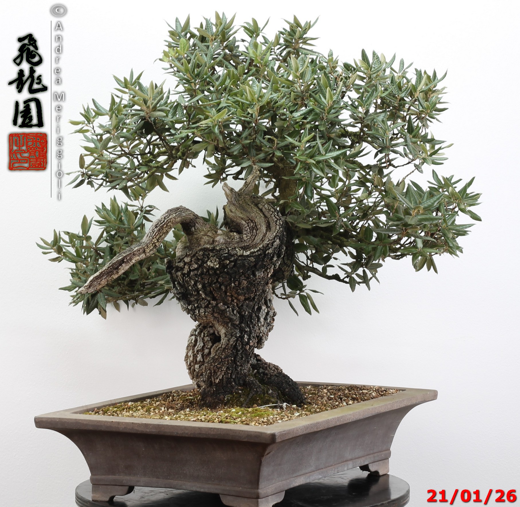 Quercus ilex - immagine 11