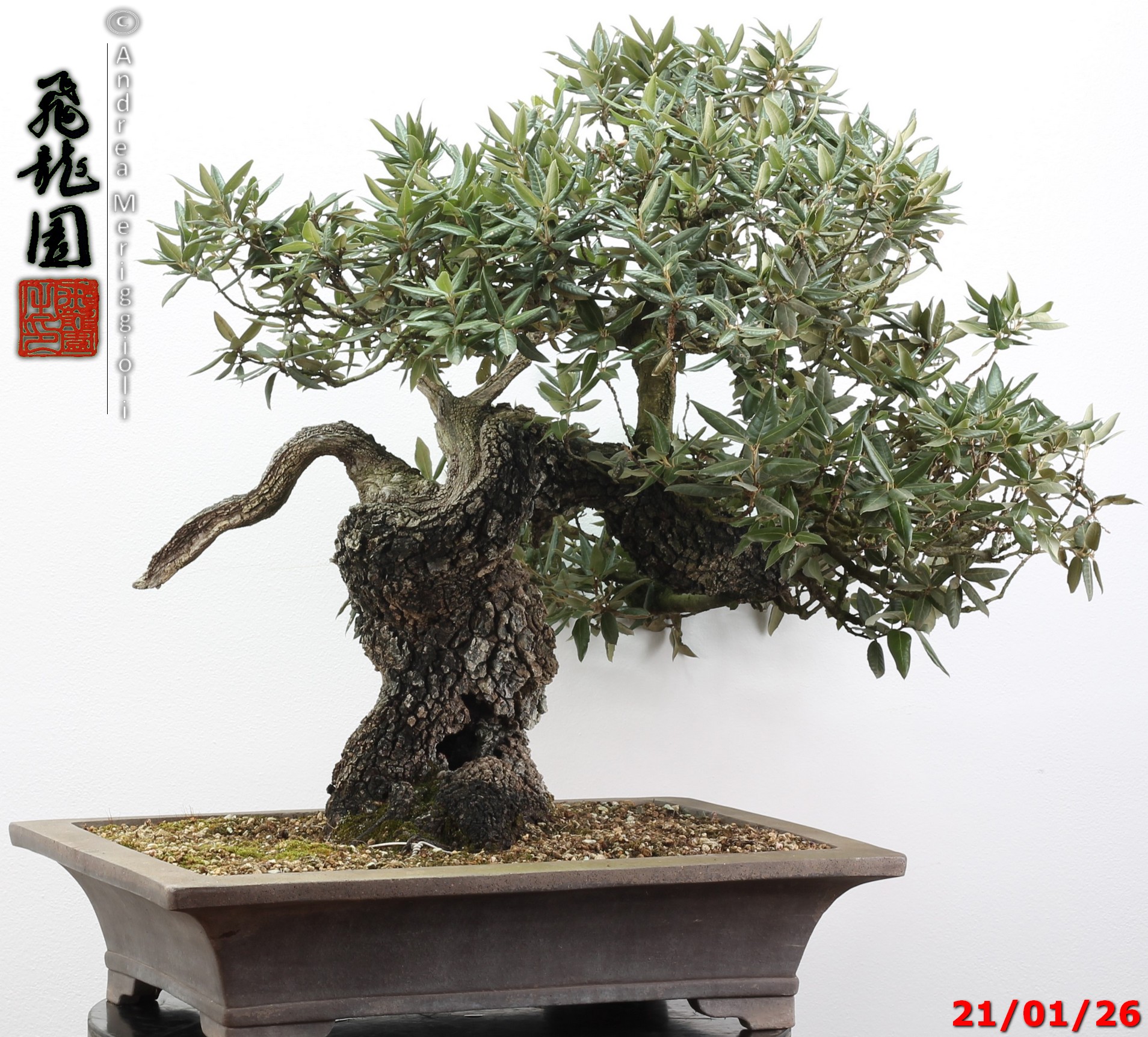 Quercus ilex - immagine 10