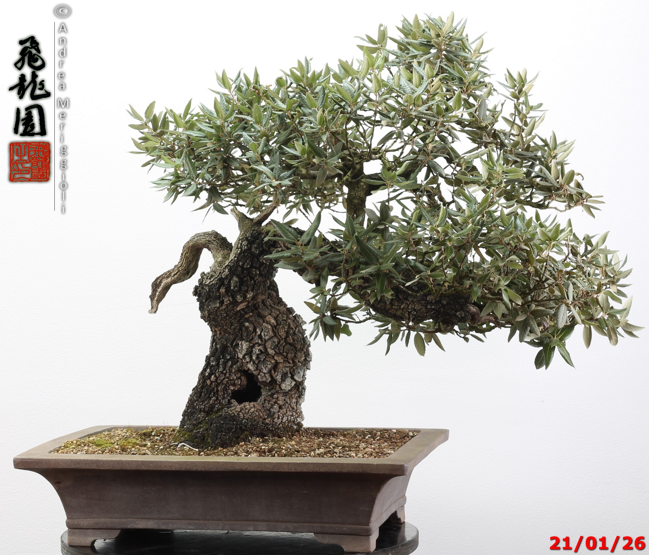 Quercus ilex - immagine 8
