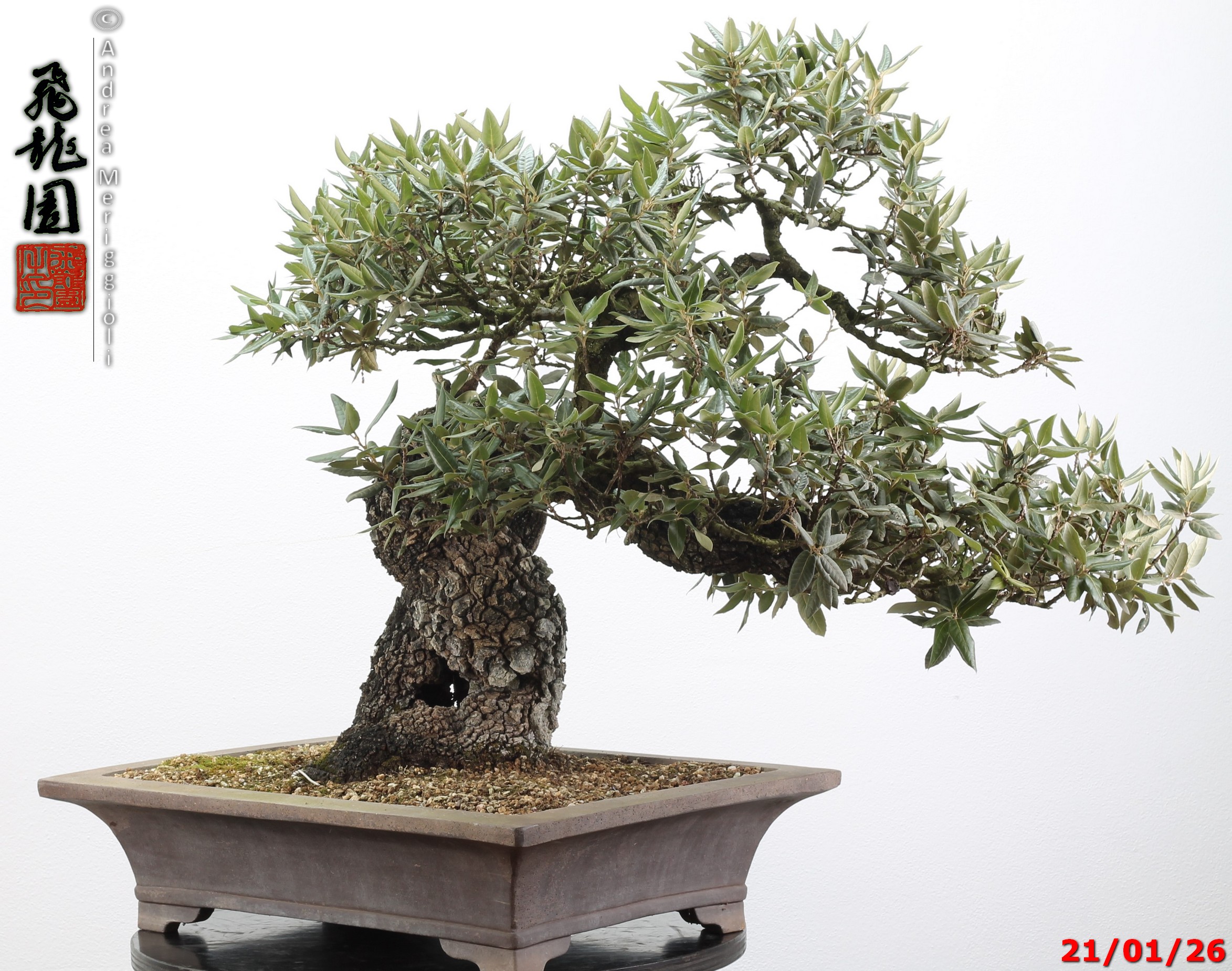 Quercus ilex - immagine 7