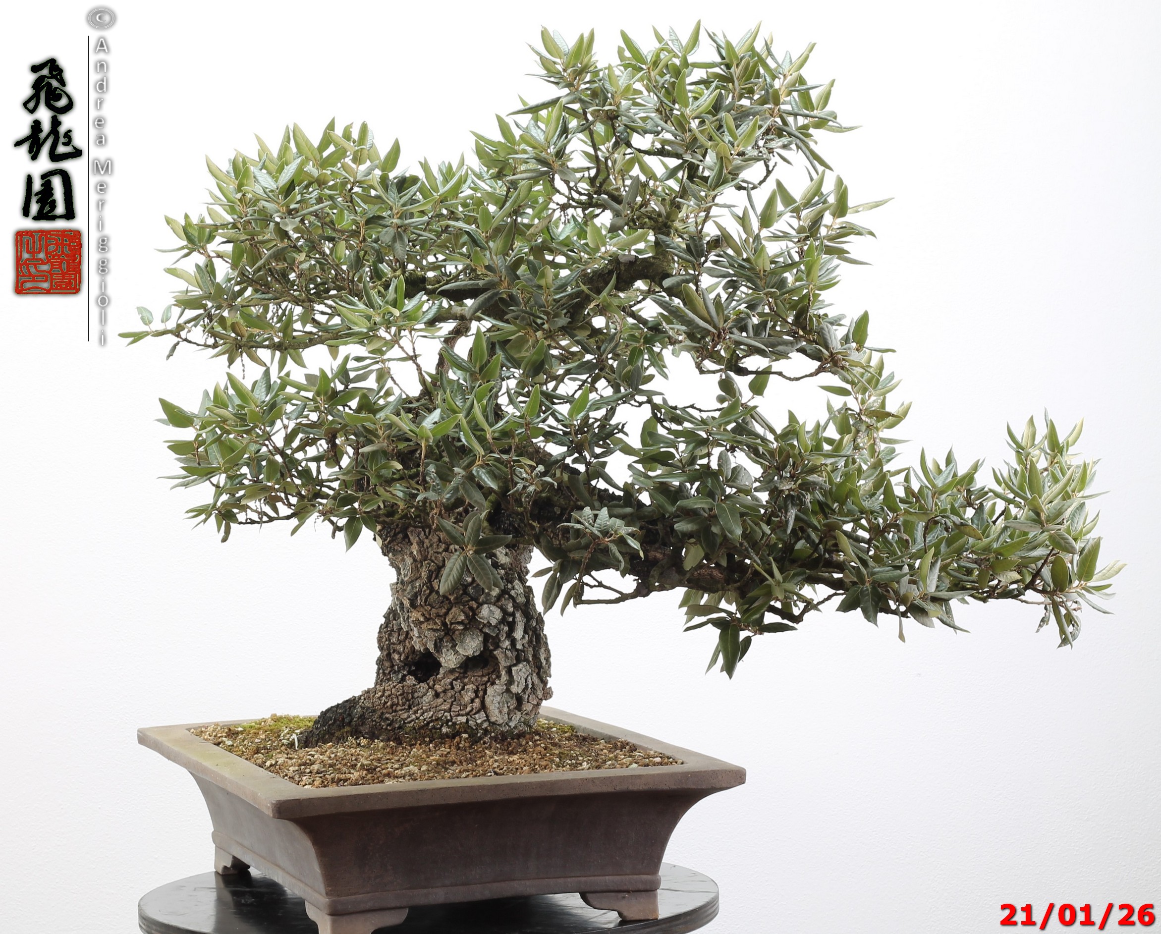 Quercus ilex - immagine 6