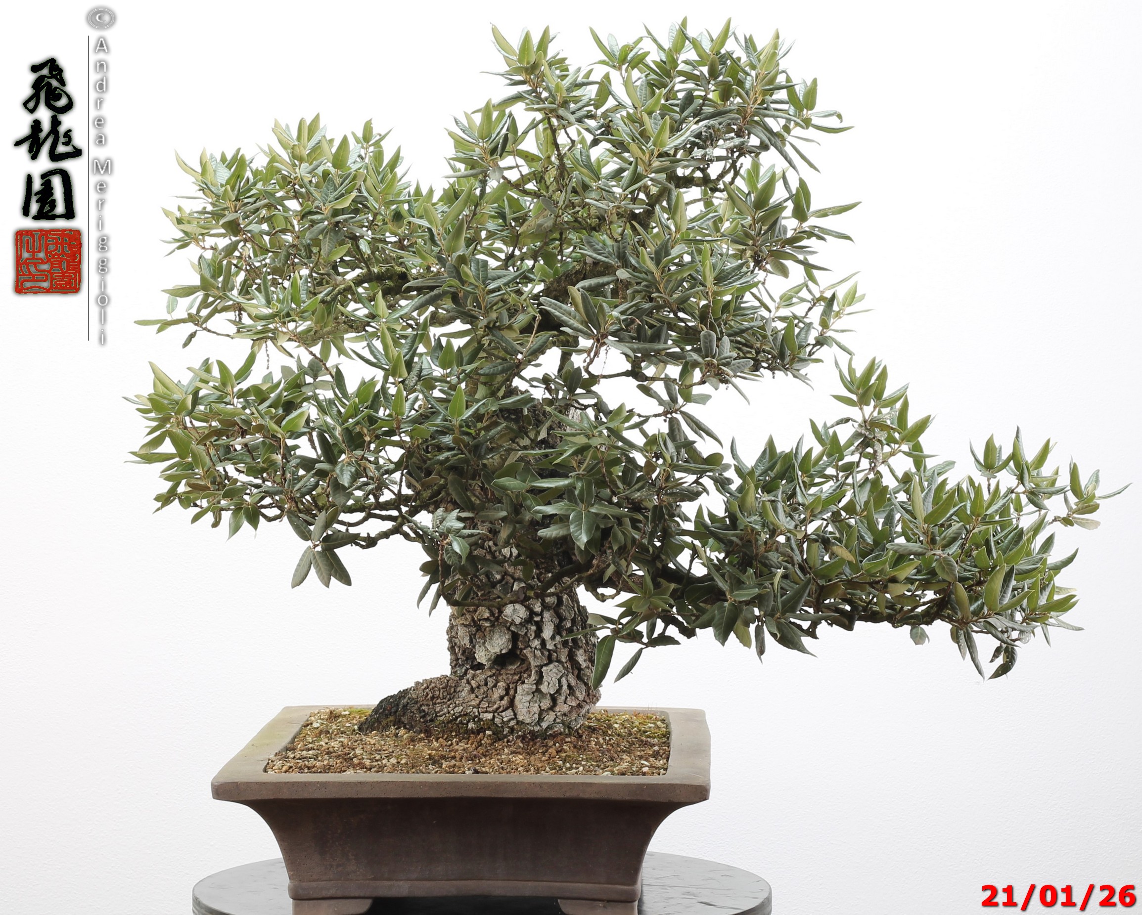 Quercus ilex - immagine 5