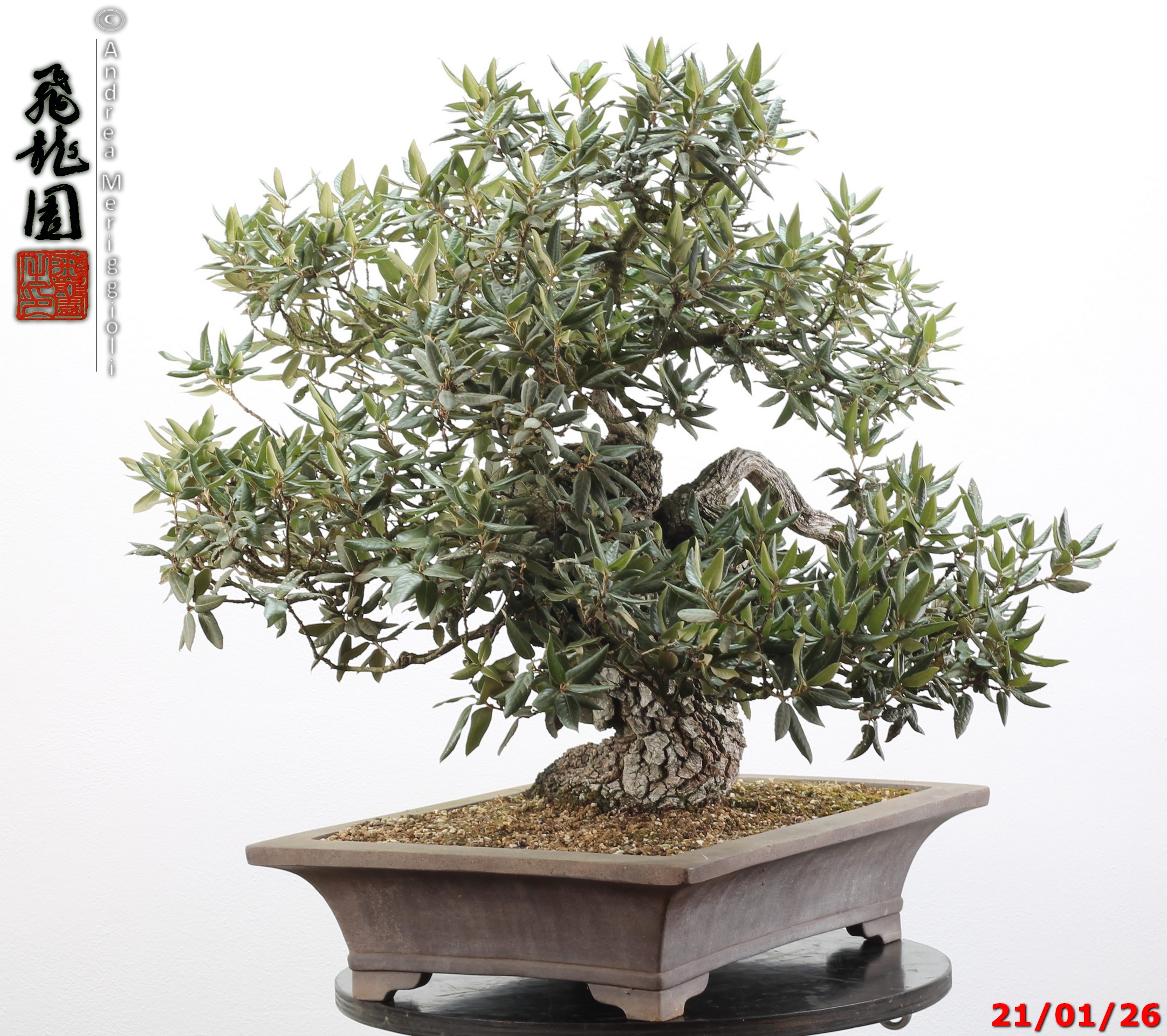 Quercus ilex - immagine 4