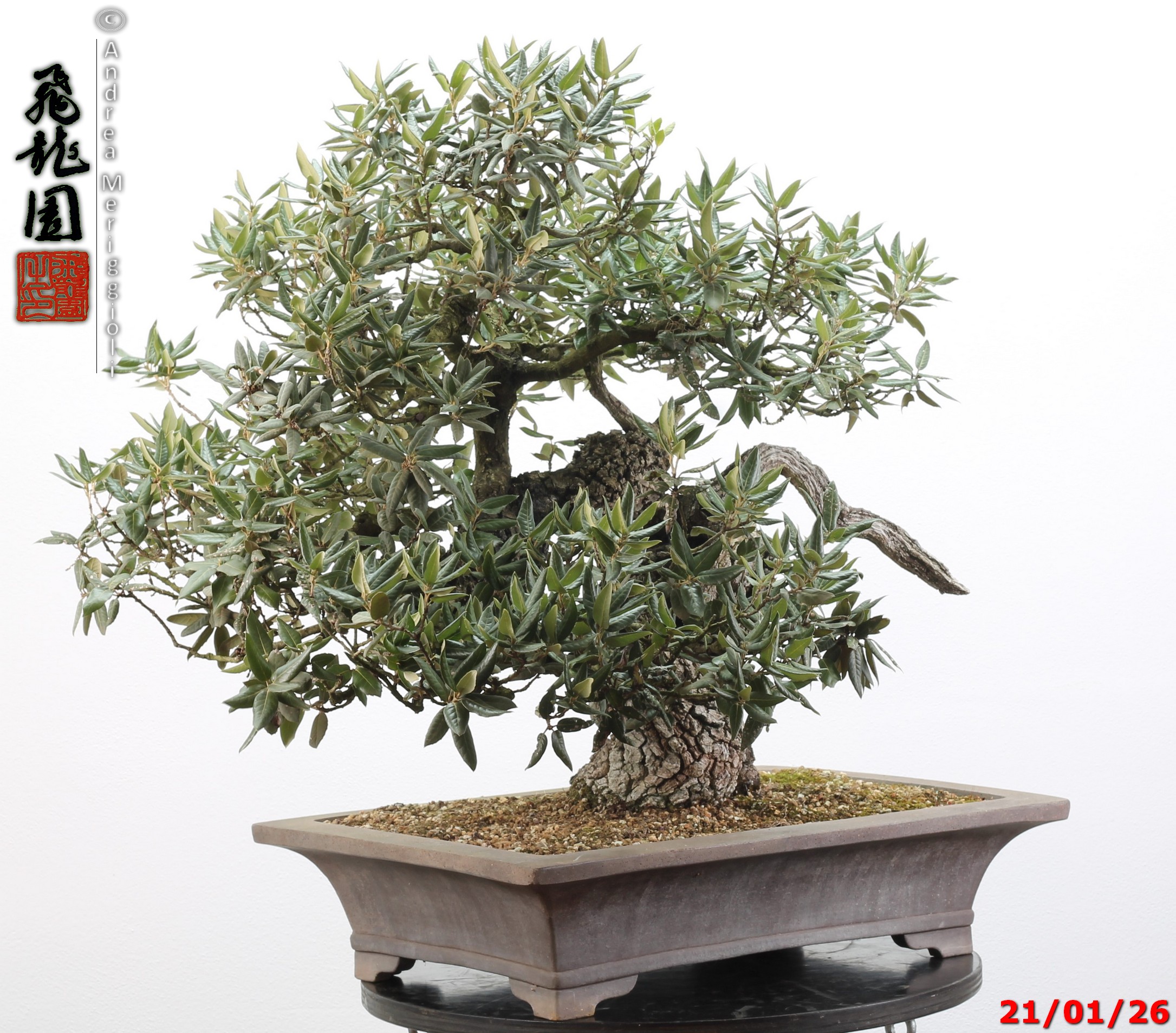 Quercus ilex - immagine 3