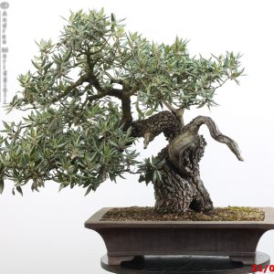 Quercus ilex