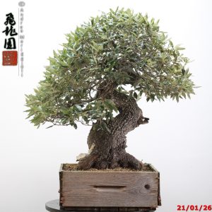 Quercus ilex