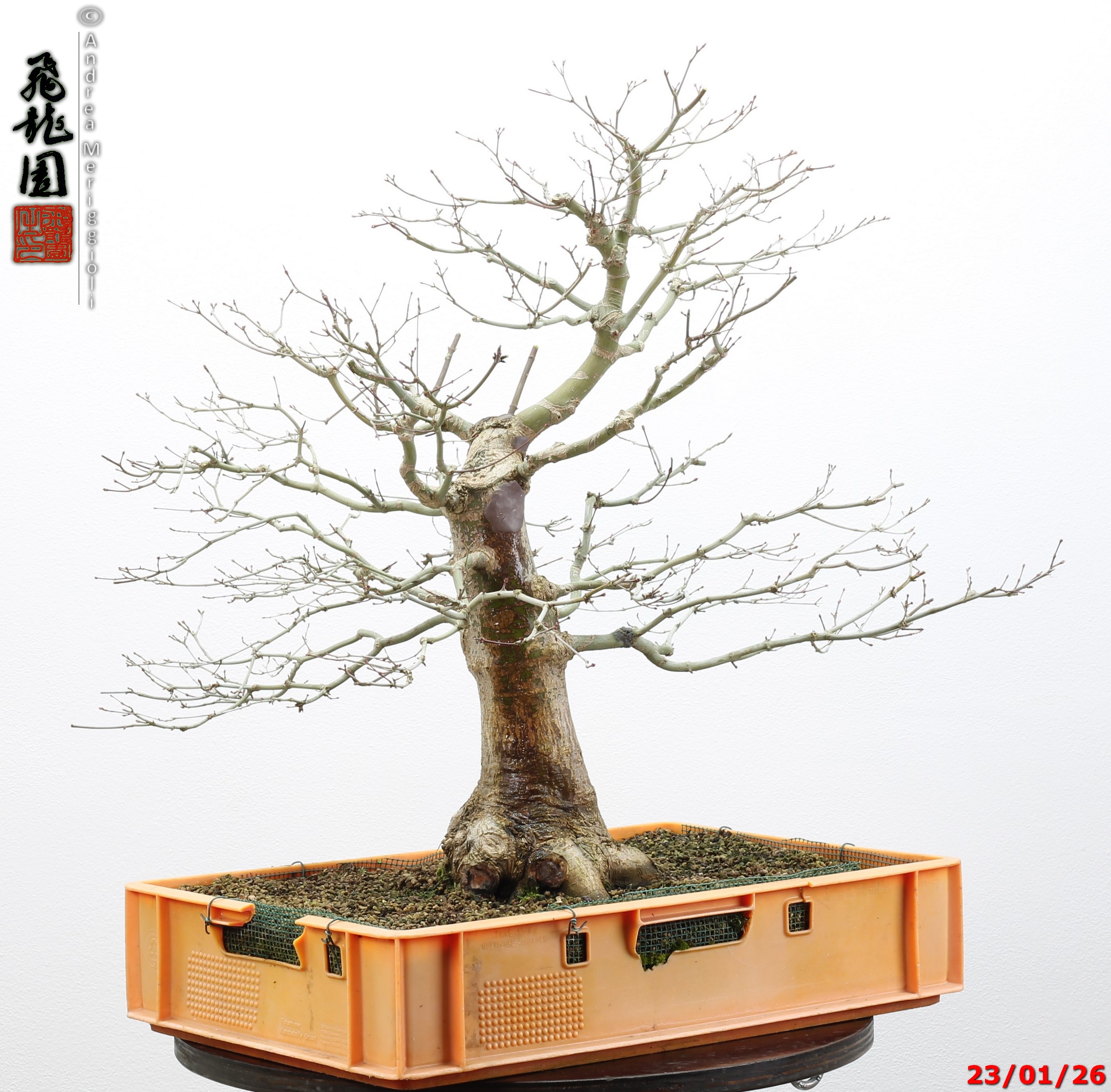 Acer palmatum - immagine 11