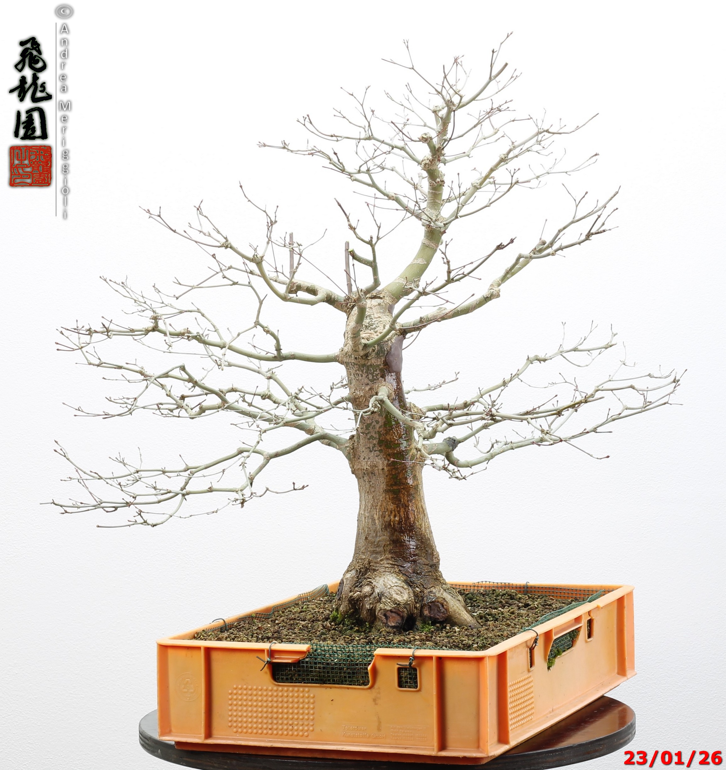 Acer palmatum - immagine 10
