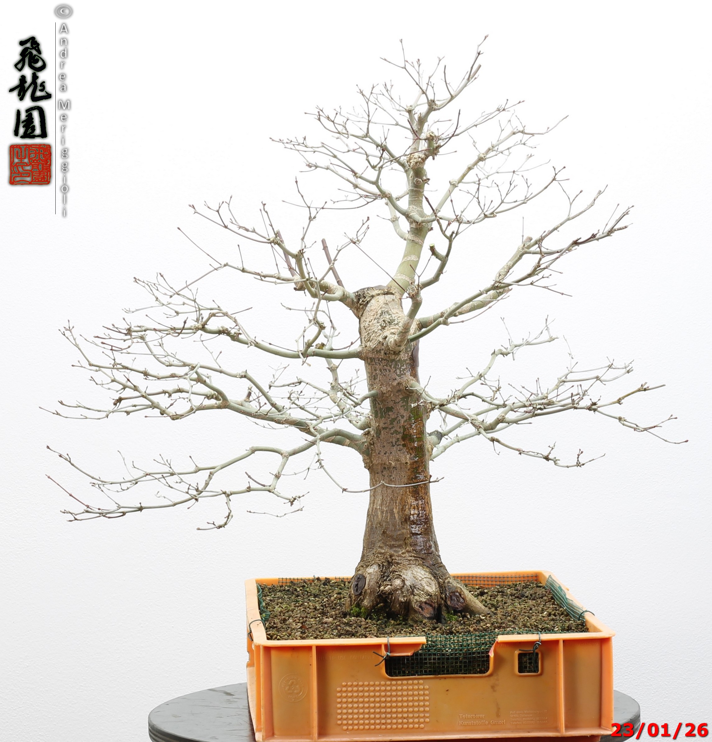 Acer palmatum - immagine 9