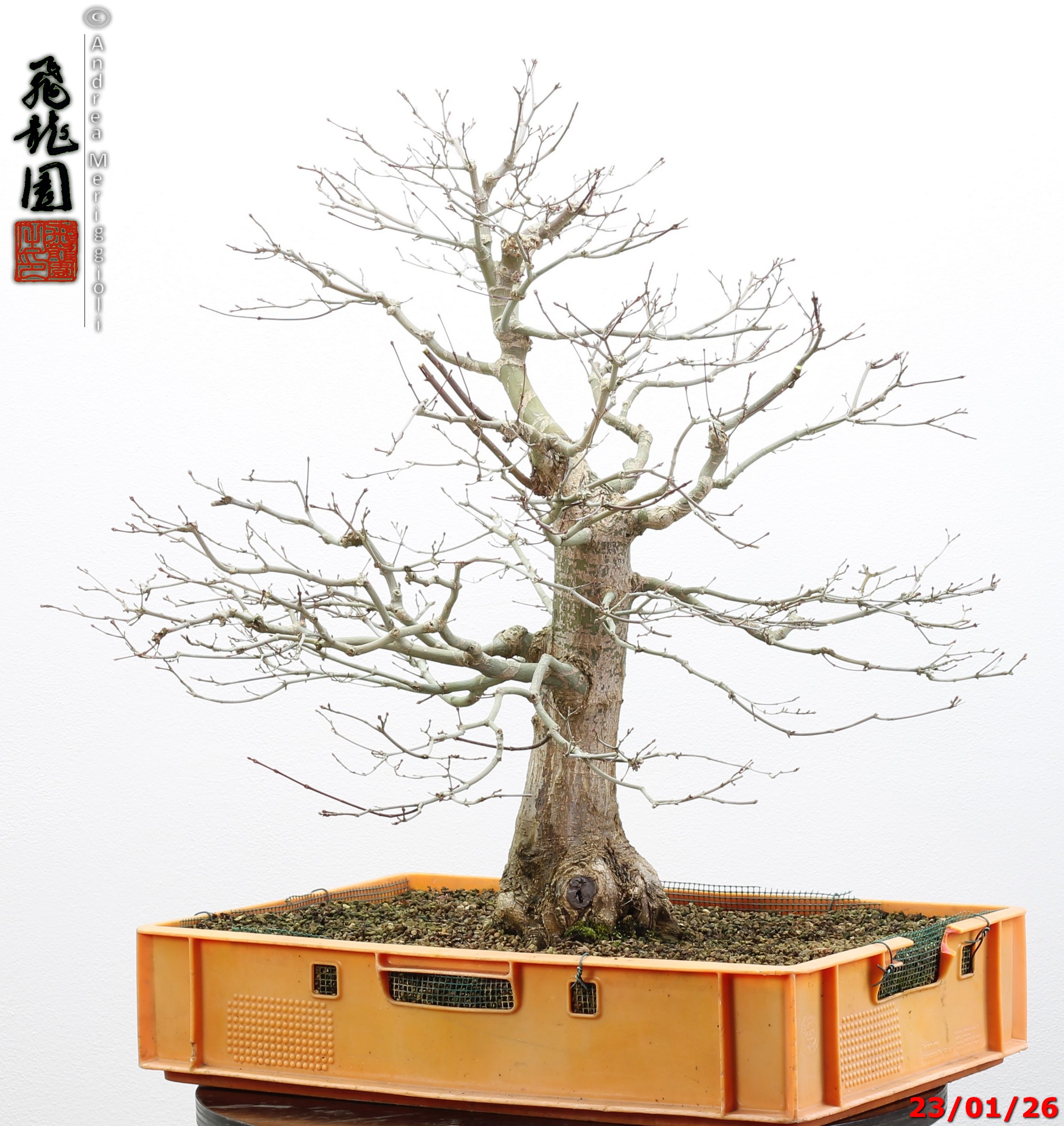 Acer palmatum - immagine 8