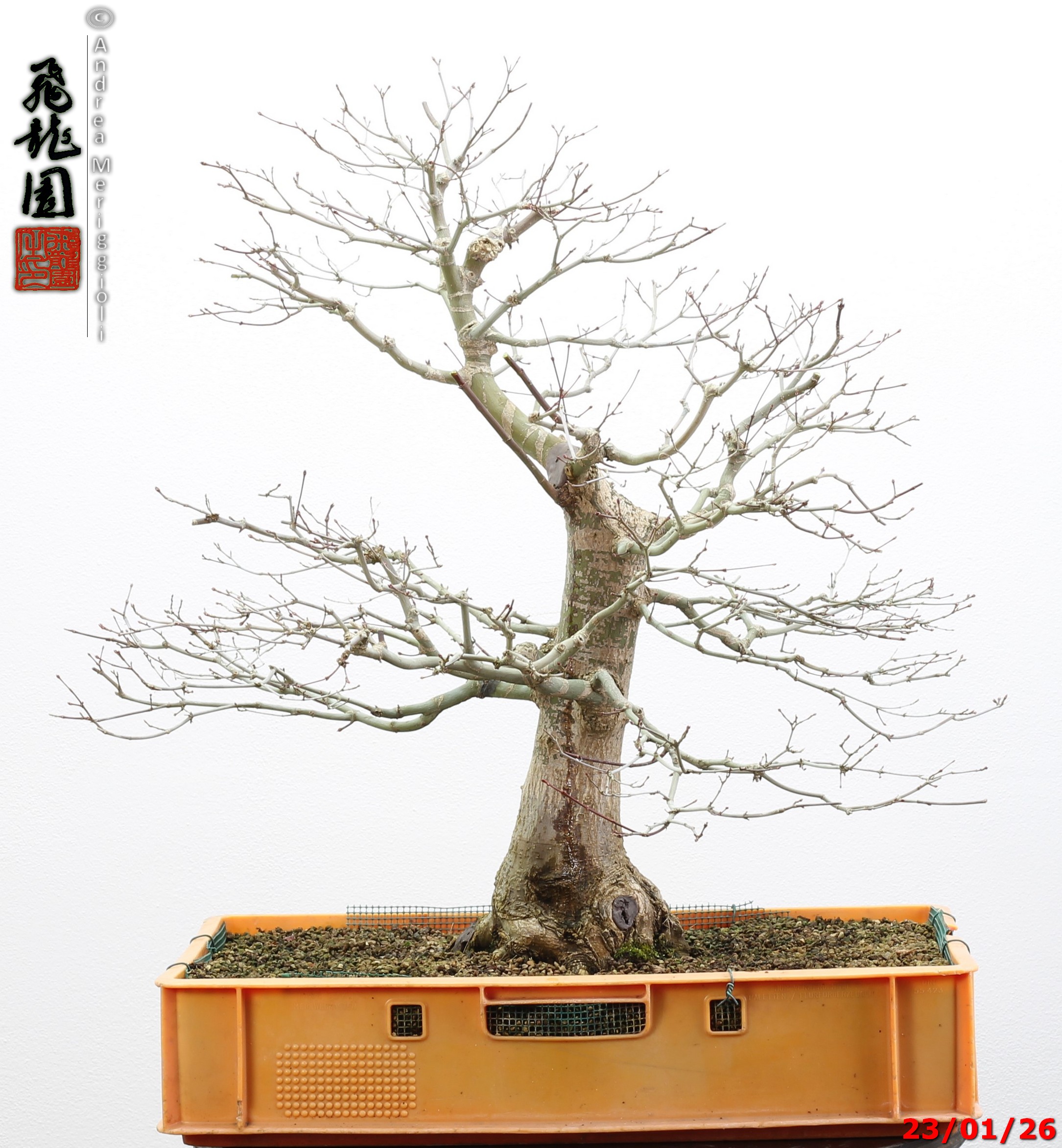 Acer palmatum - immagine 7