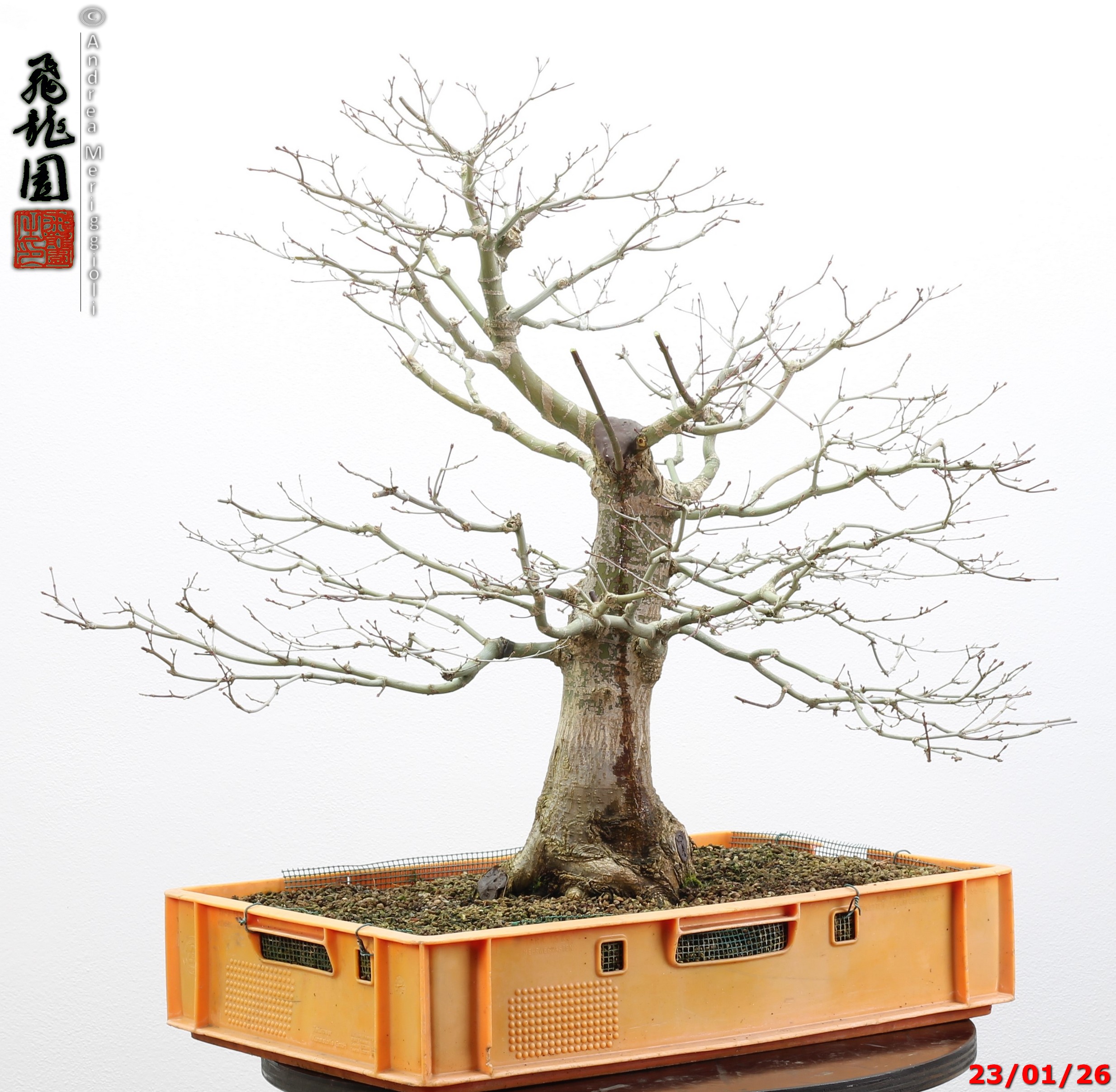 Acer palmatum - immagine 6