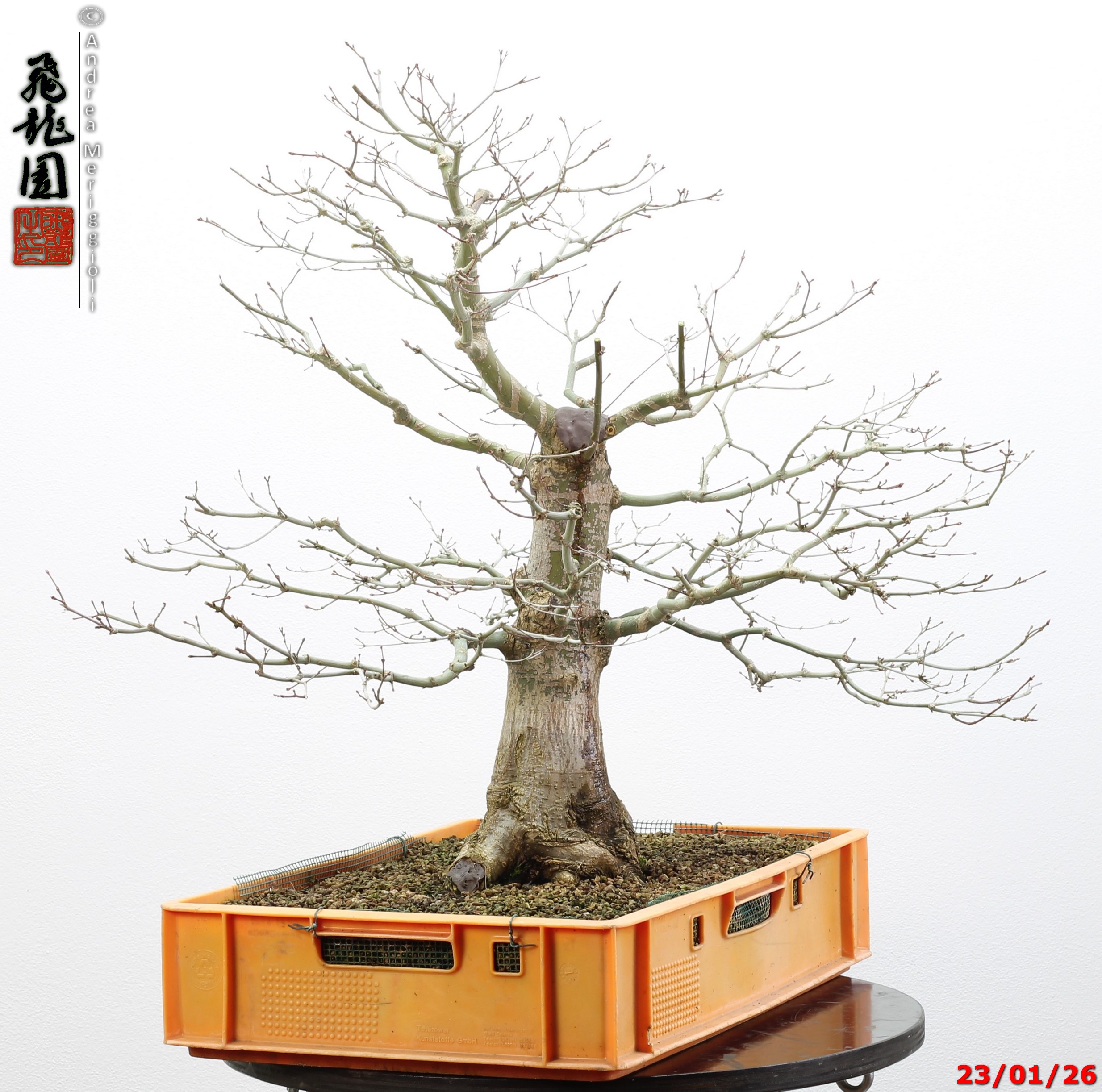 Acer palmatum - immagine 5