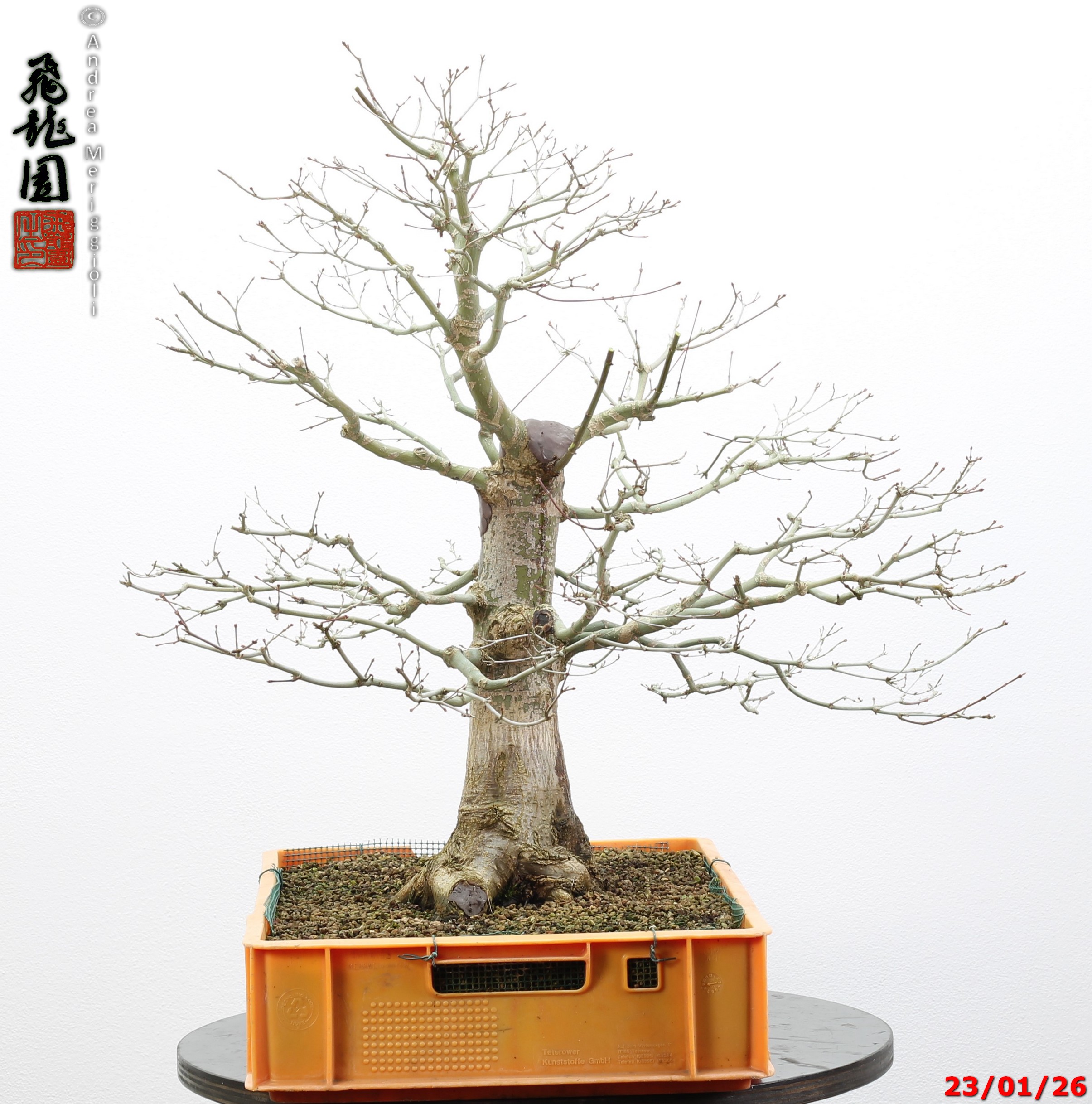 Acer palmatum - immagine 4