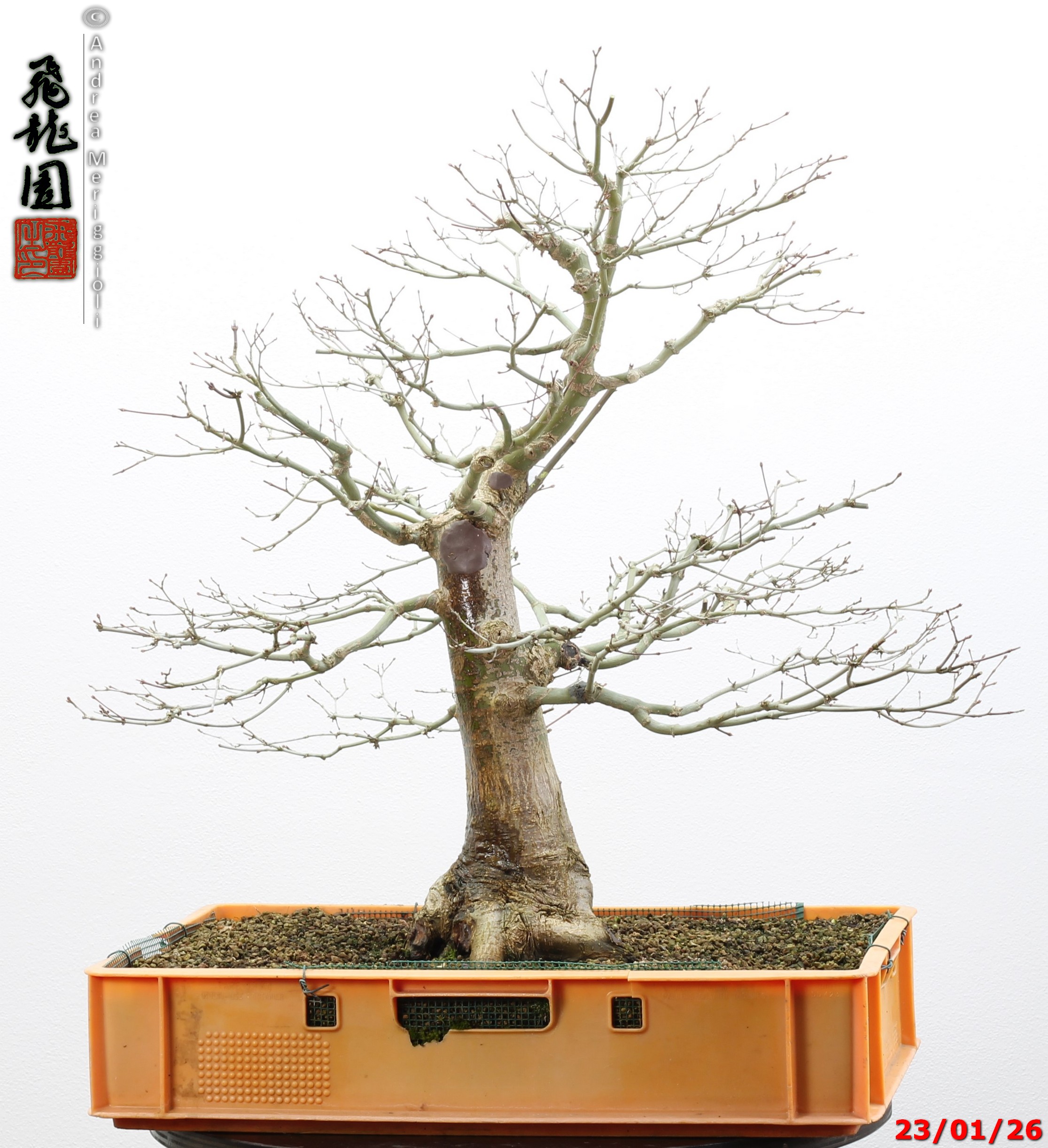 Acer palmatum - immagine 2