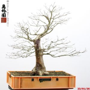 Acer palmatum