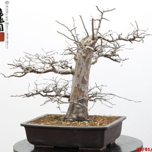 Pseudocydonia sinensis