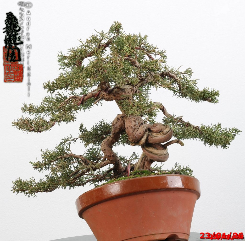 Juniperus itoigawa