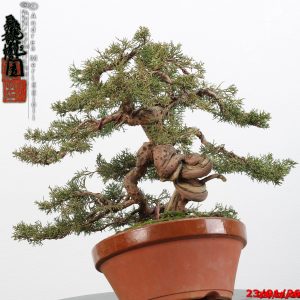 Juniperus itoigawa