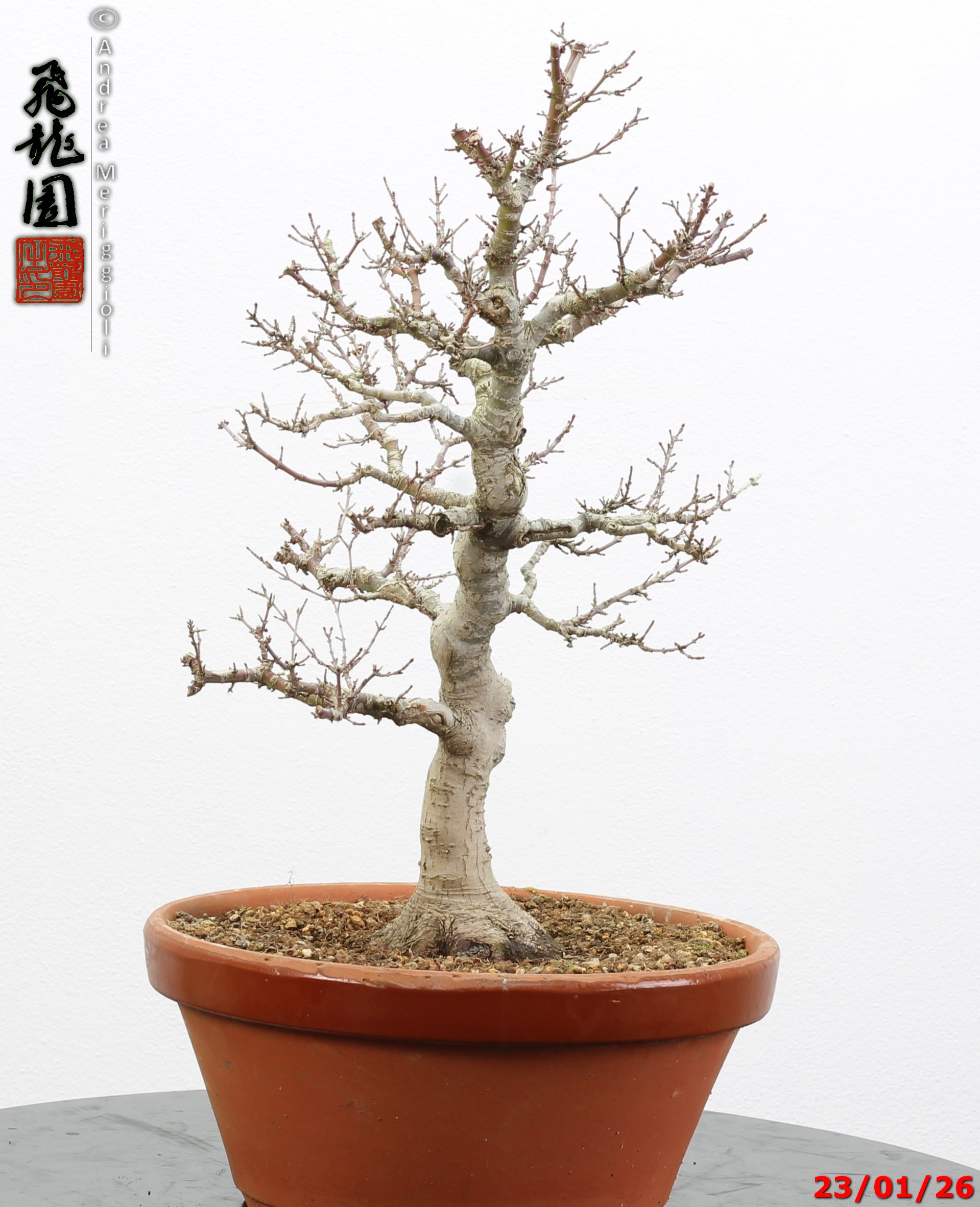 Acer palmatum kotohime - Image 8