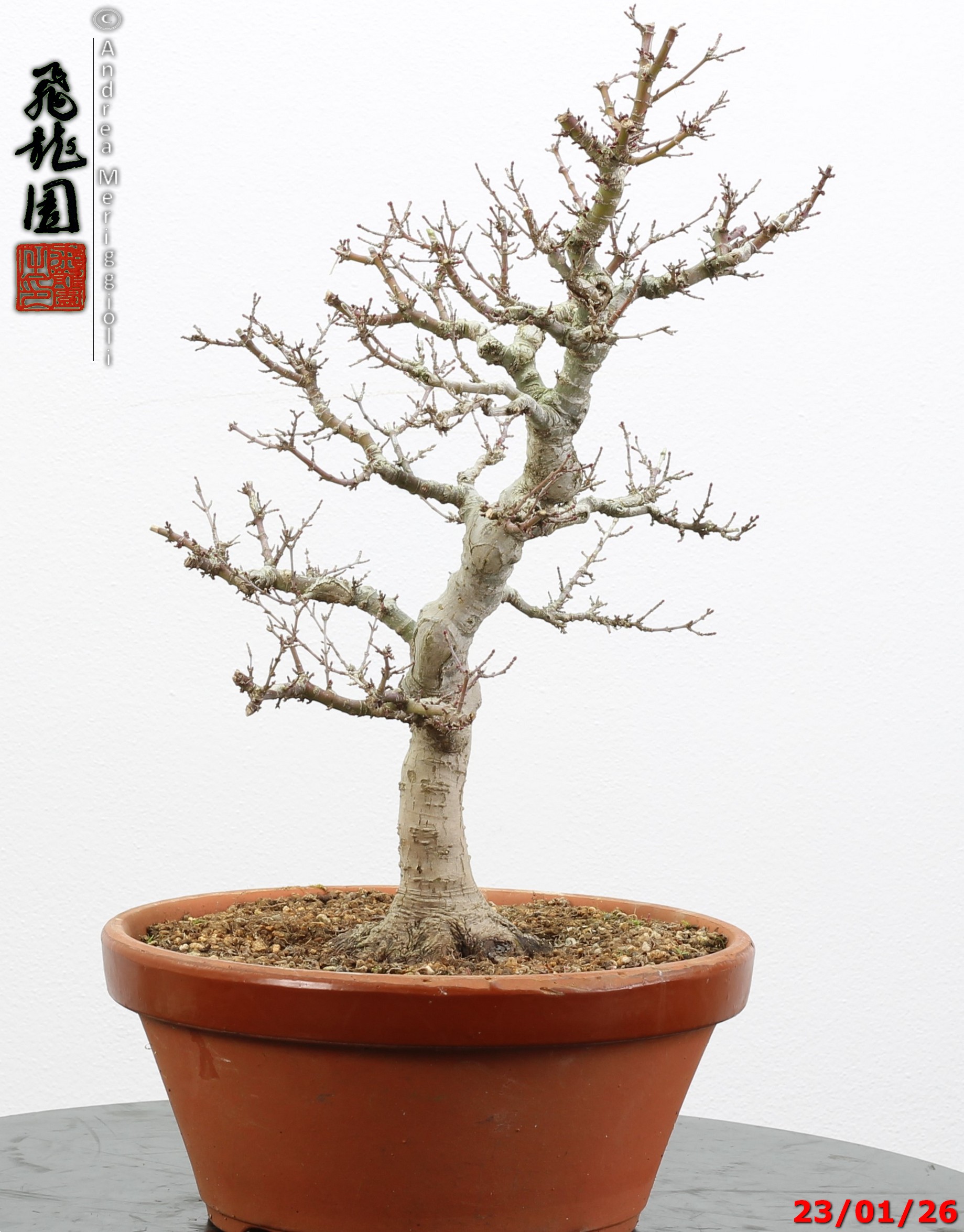 Acer palmatum kotohime - Image 7