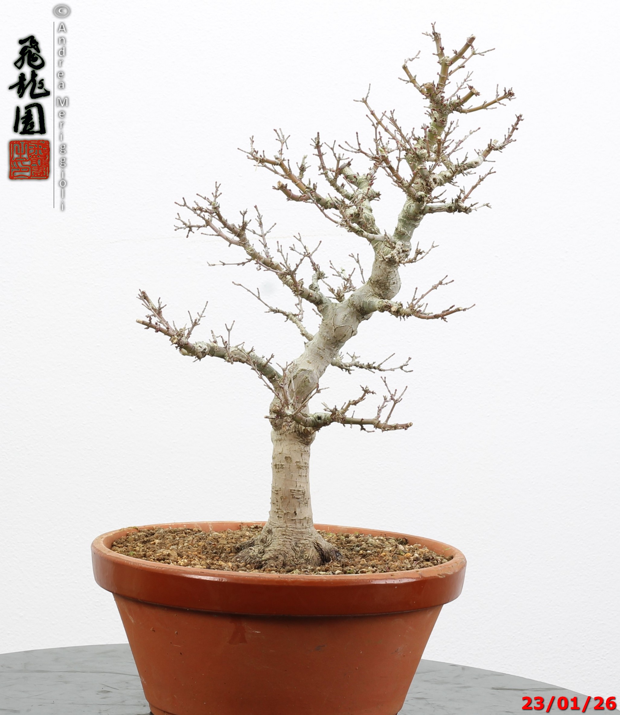 Acer palmatum kotohime - Image 6