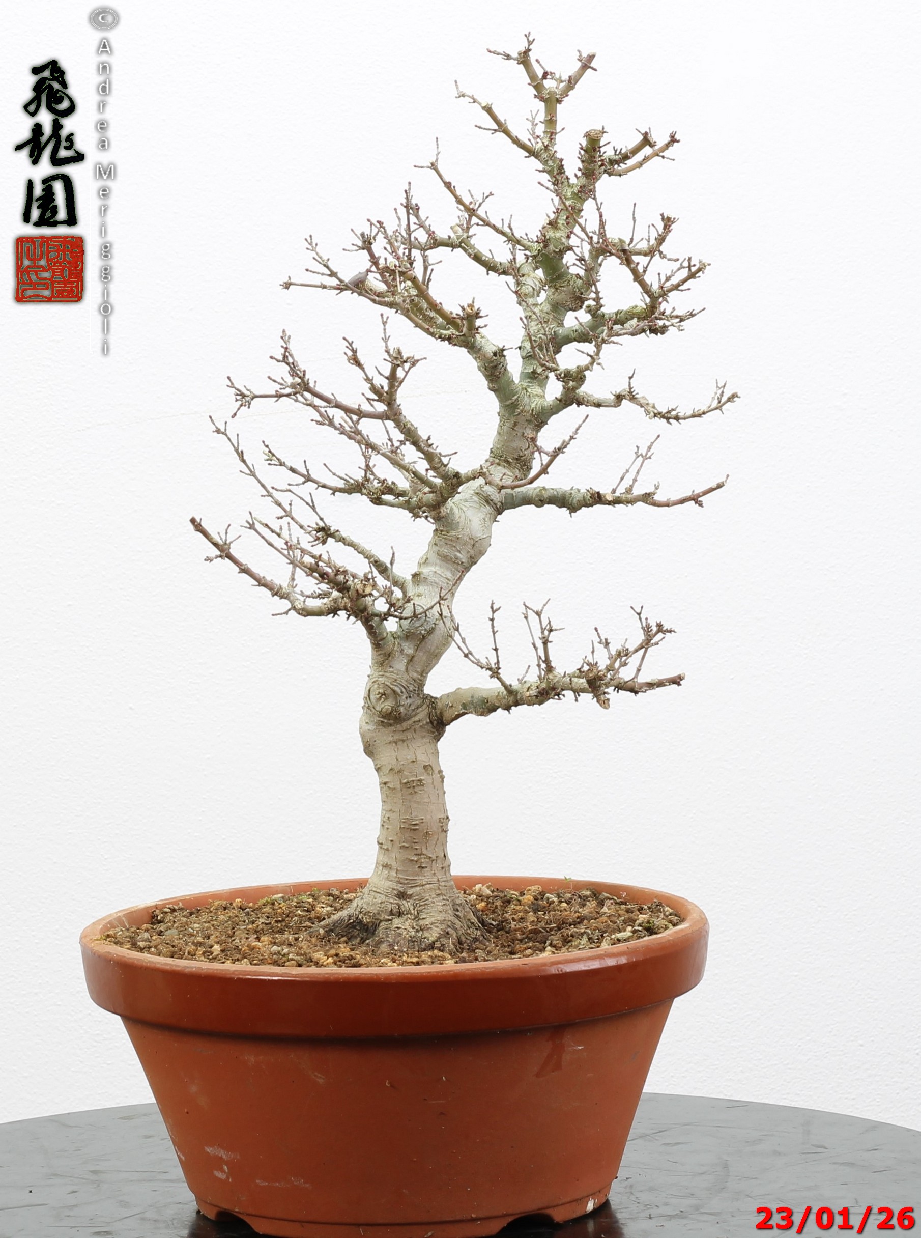 Acer palmatum kotohime - Image 5