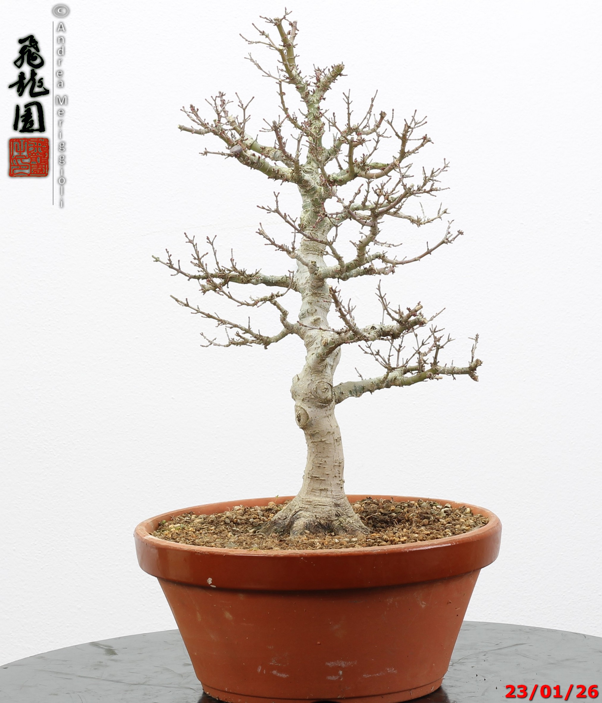 Acer palmatum kotohime - Image 4