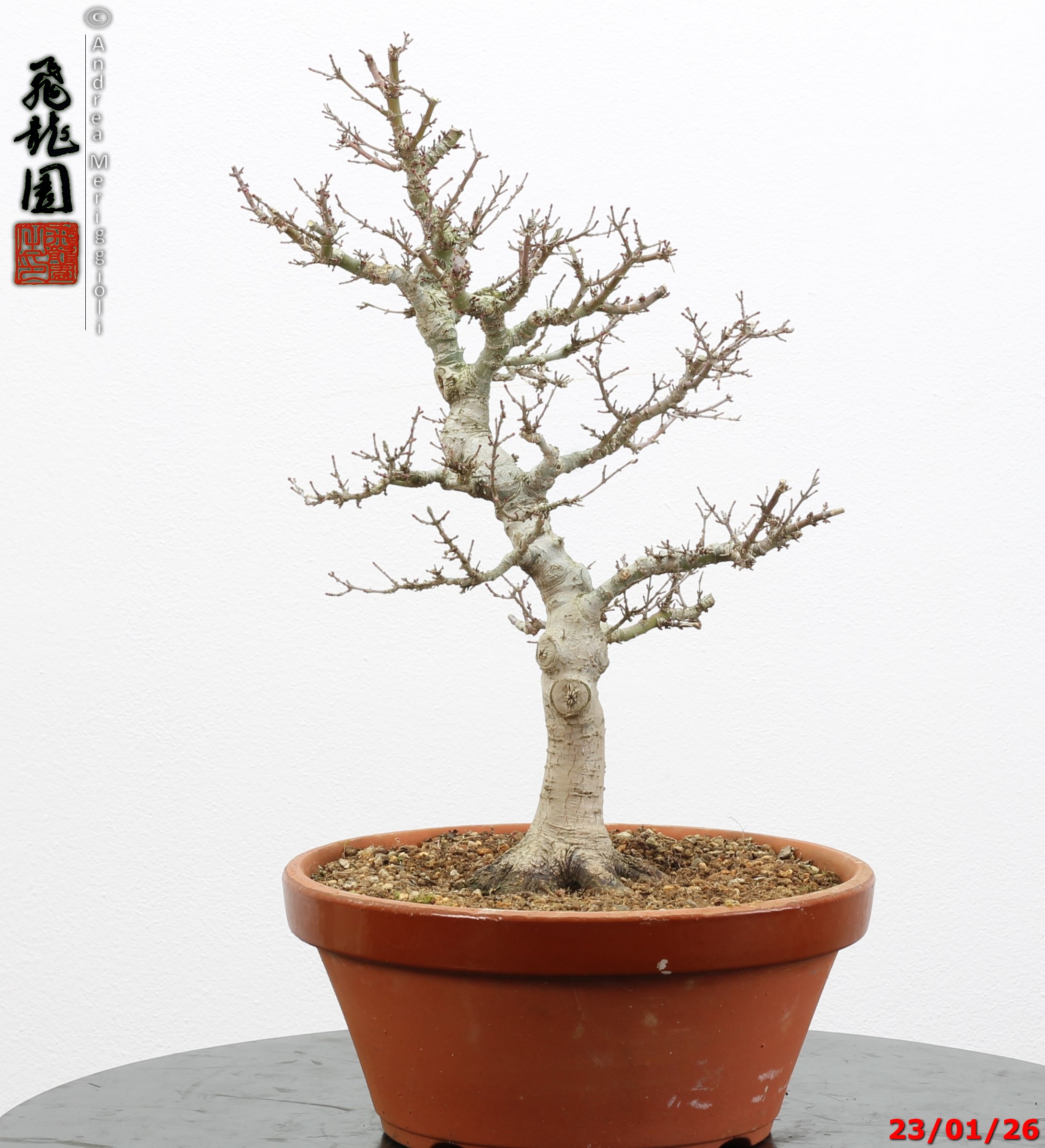 Acer palmatum kotohime - Image 3
