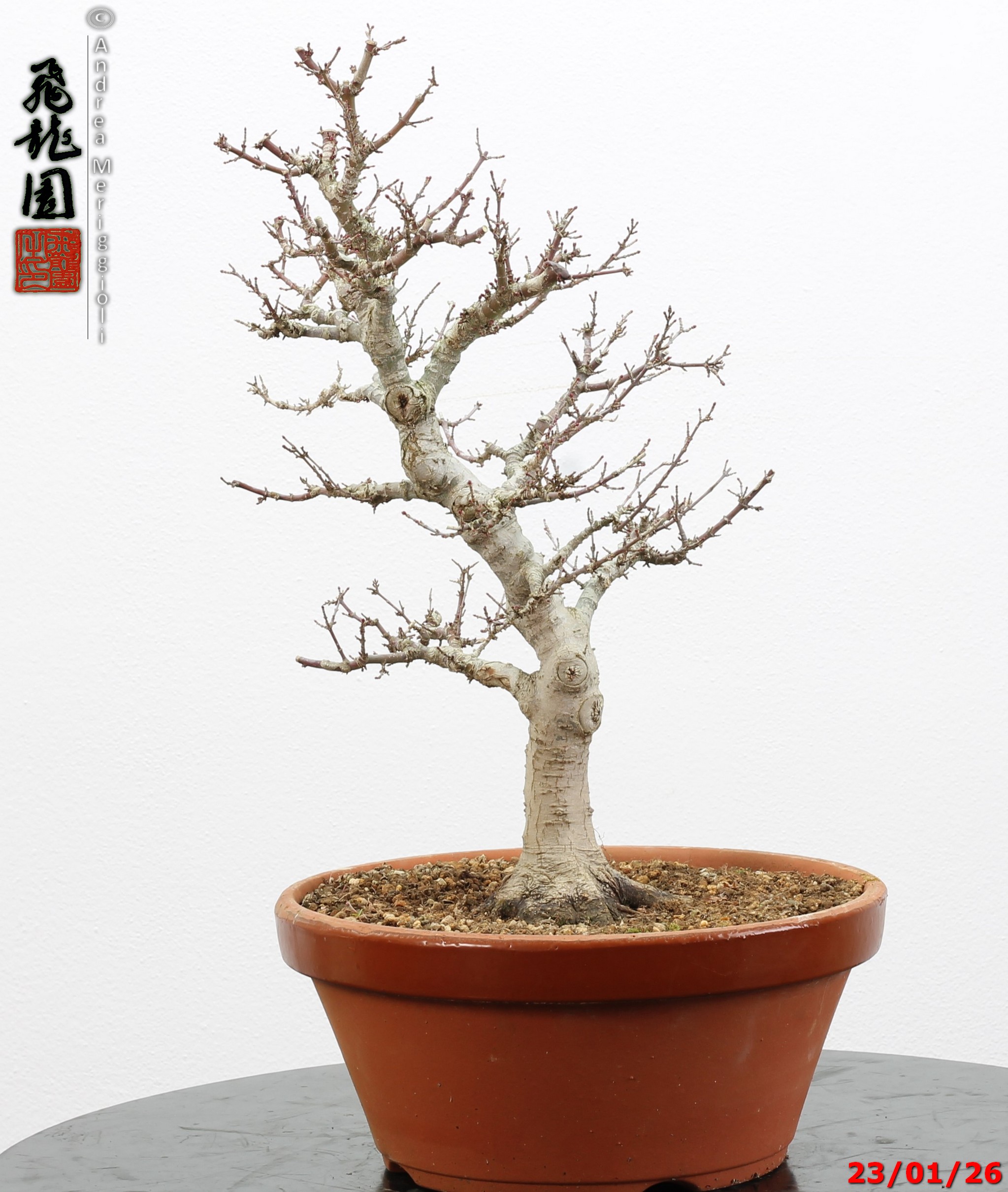 Acer palmatum kotohime - Image 2